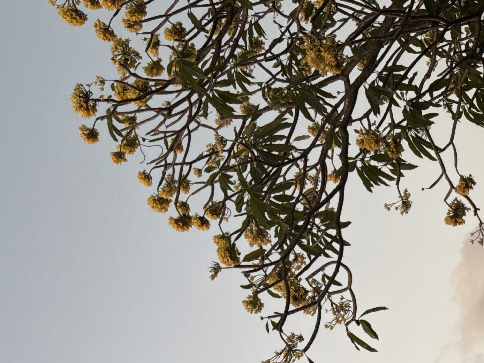The image shows a close-up, low-angle shot of a flowering tree against a pale, hazy sky. The tree has thick, dark brown branches, many of which are bare of leaves. It is adorned with clusters of small, bright yellow flowers and some broad, dark green leaves. The branches twist and turn upwards, creating a dense network. The sky is a uniform, light gray-blue, with a hint of warm, muted tones at the bottom left, suggesting a soft light, possibly from sunrise or sunset. The overall impression is one of natural beauty, with the vibrant yellow flowers providing a stark contrast against the muted background. The scene could be in any park or garden in Denpasar, Indonesia, where such flowering trees are common.