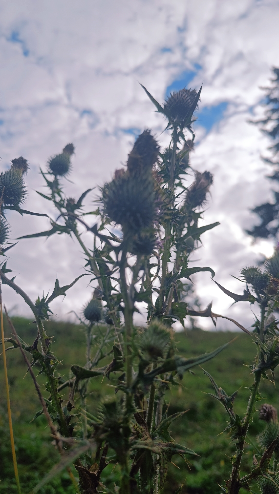A close-up, low-angle shot captures several thistle plants with their characteristic spiky seed heads against a cloudy sky. The foreground is dominated by the thorny stems and leaves of the thistles, with some out-of-focus green foliage in the background, suggesting a natural or semi-wild setting. The sky is a mix of white clouds and patches of blue, with some dark, silhouetted tree branches visible on the far right. The overall lighting suggests it is daytime, likely overcast or with the sun behind clouds. The image appears to be a detail shot of the flora, without any specific urban or recognizable landmarks indicating a location within the city of Karsha, Russia.