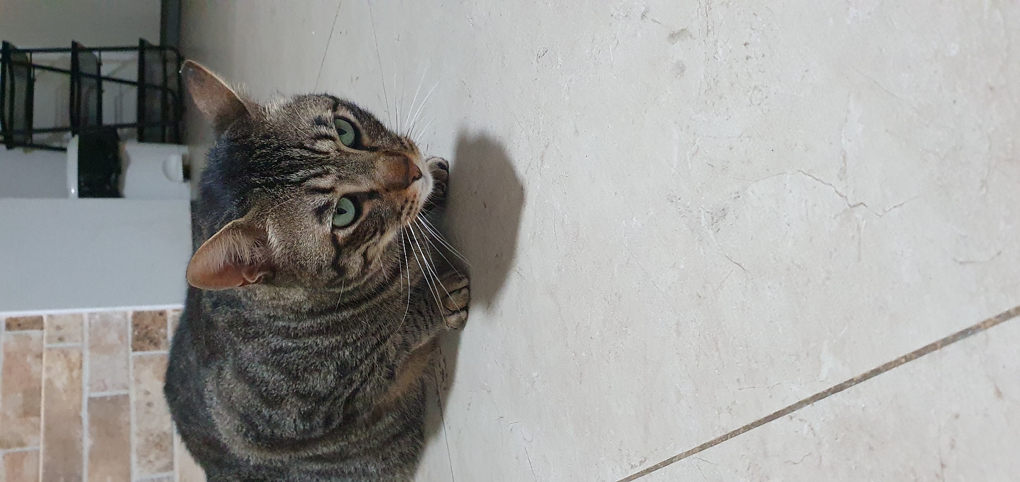 A tabby cat with green eyes is crouched on a tiled floor in what appears to be an indoor setting. The cat's fur is a mix of dark brown and grey stripes. The background shows a brick wall on the left and a white structure with shelves on the right. The floor is tiled with a light-colored, marble-like pattern. The lighting suggests an indoor environment, possibly a residential space. There are no people visible in the image. The cat's gaze is directed downwards, suggesting it is focused on something on the floor.