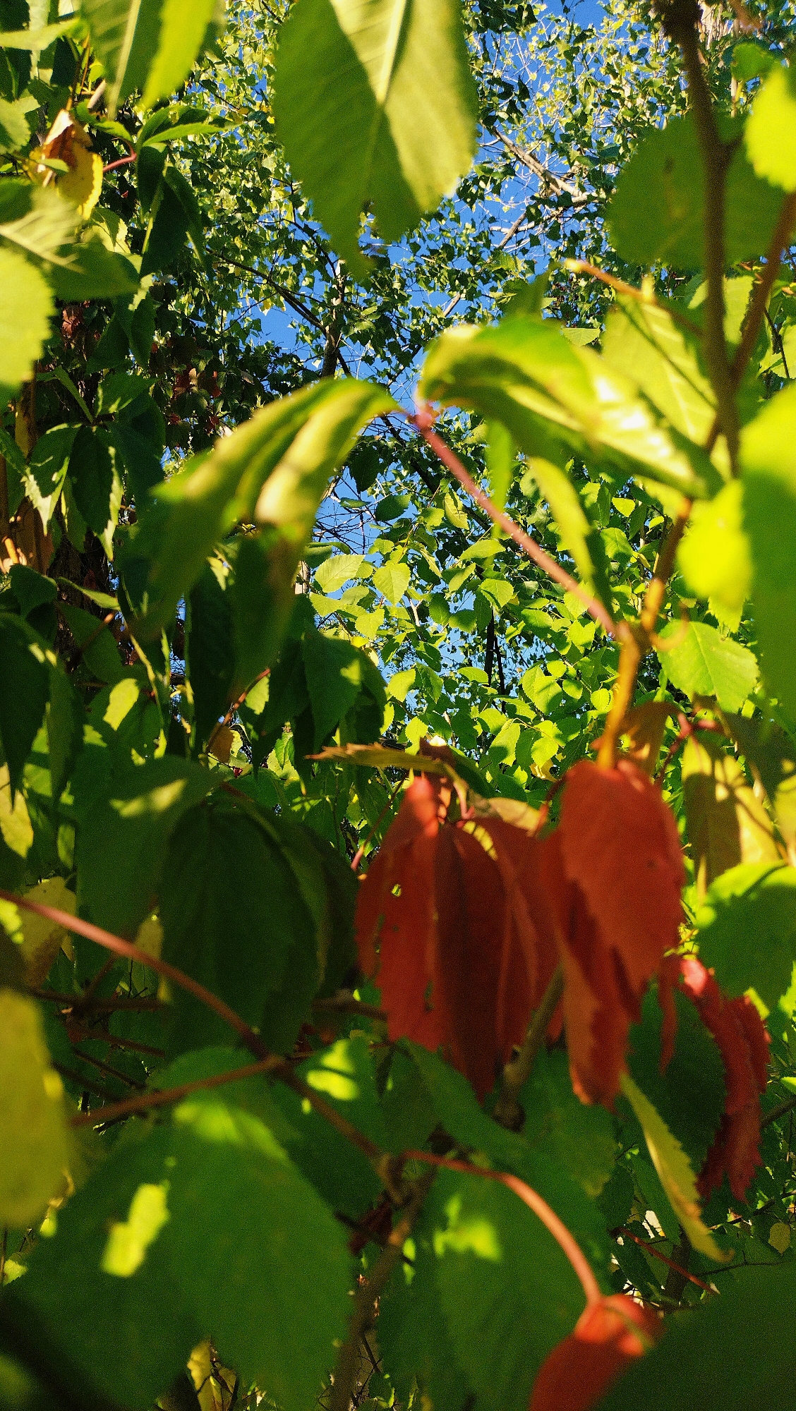 This is a low-angle outdoor shot of green and red leaves from trees, with a bright blue sky visible through the foliage. The lighting suggests it is daytime, with sunlight filtering through the leaves, creating dappled light and shadows. The branches and vines are intertwined, creating a dense canopy effect. There are no people or buildings visible. The image is framed such that the viewer is looking up through the trees. The specific location in Horishni Plavni, Ukraine, cannot be determined from the image alone.