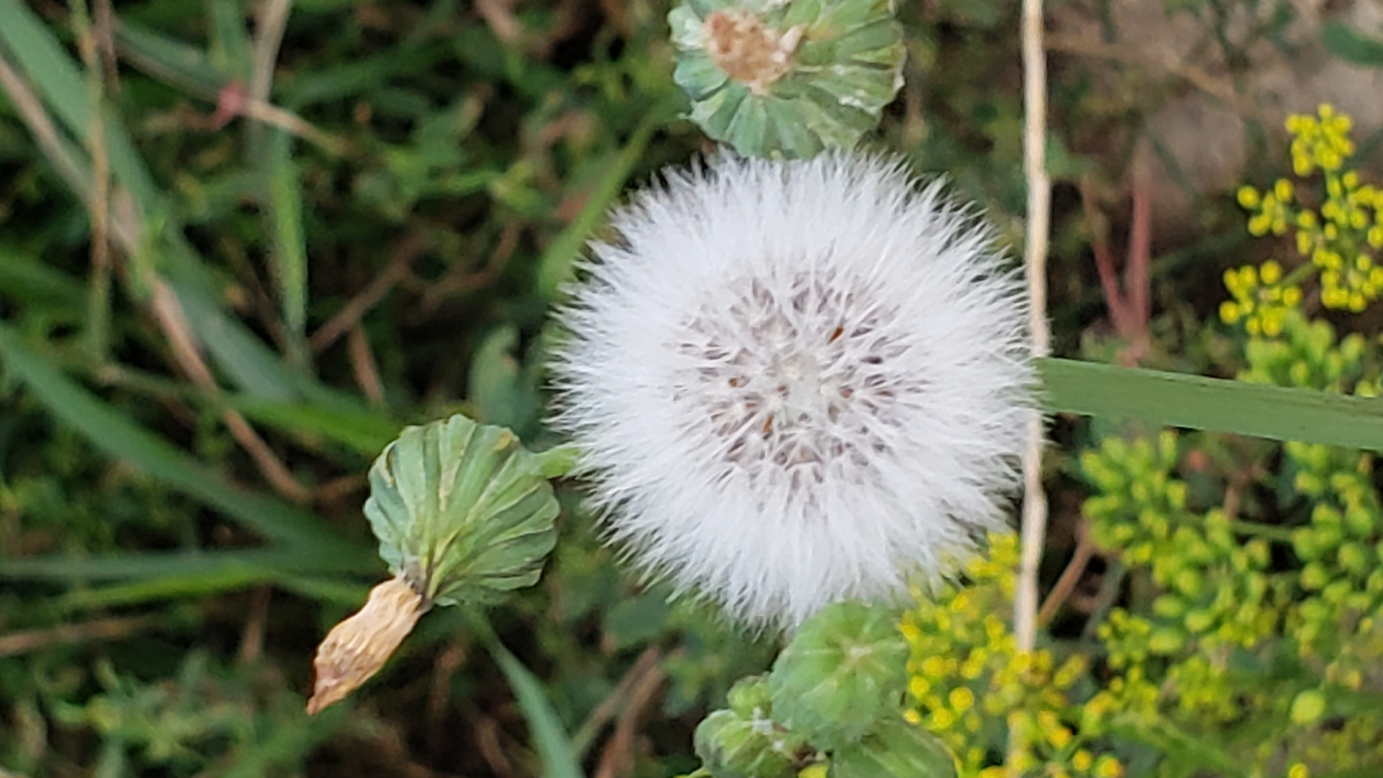A close-up, eye-level shot captures a single, fluffy white dandelion seed head in the foreground, positioned slightly to the right of the center. The seed head is fully developed, with its feathery parachute-like structures spread outwards. To the left of the dandelion, there is a closed, green bud with a withered brown leaf at its tip, suggesting a stage of the plant's life cycle. To the right, another similar green bud is visible, also partially withered. The background consists of blurred green foliage and hints of yellow wildflowers, creating a soft, natural environment. The lighting appears to be natural daylight, illuminating the delicate details of the dandelion. The image is captured in Prešov, Slovakia, in a natural setting, likely a park, garden, or a grassy area. No people are present in the image.