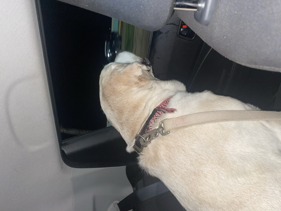 A light-colored dog, appearing to be a Labrador Retriever, is seated in the rear passenger compartment of a vehicle during nighttime. The dog is positioned facing right, with its head extended towards the partially open window, looking outwards. A dark collar with a red and black patterned design is visible around its neck, to which a light-colored leash is attached via a metal clasp. Droplets are present on the dog's muzzle and the immediate window frame, suggesting moisture or condensation.
The vehicle's interior features a white headliner at the top left, a dark rear door panel with a red switch control, and a dark front passenger seat headrest on the right. A seatbelt buckle is visible on the left.
Through the window, the external environment is dark, indicating night. Blurred lights and indistinct shapes of other vehicles are visible in the distance, suggesting traffic on a road. A light blue or green barrier runs parallel to the road. Faint outlines consistent with palm trees are discernible against the dark sky in the far background. Based on these visual cues, the scene is consistent with a vehicle traveling along the Malecón de Coatzacoalcos, Mexico, at night. The motion blur in the exterior view suggests the vehicle is in motion.