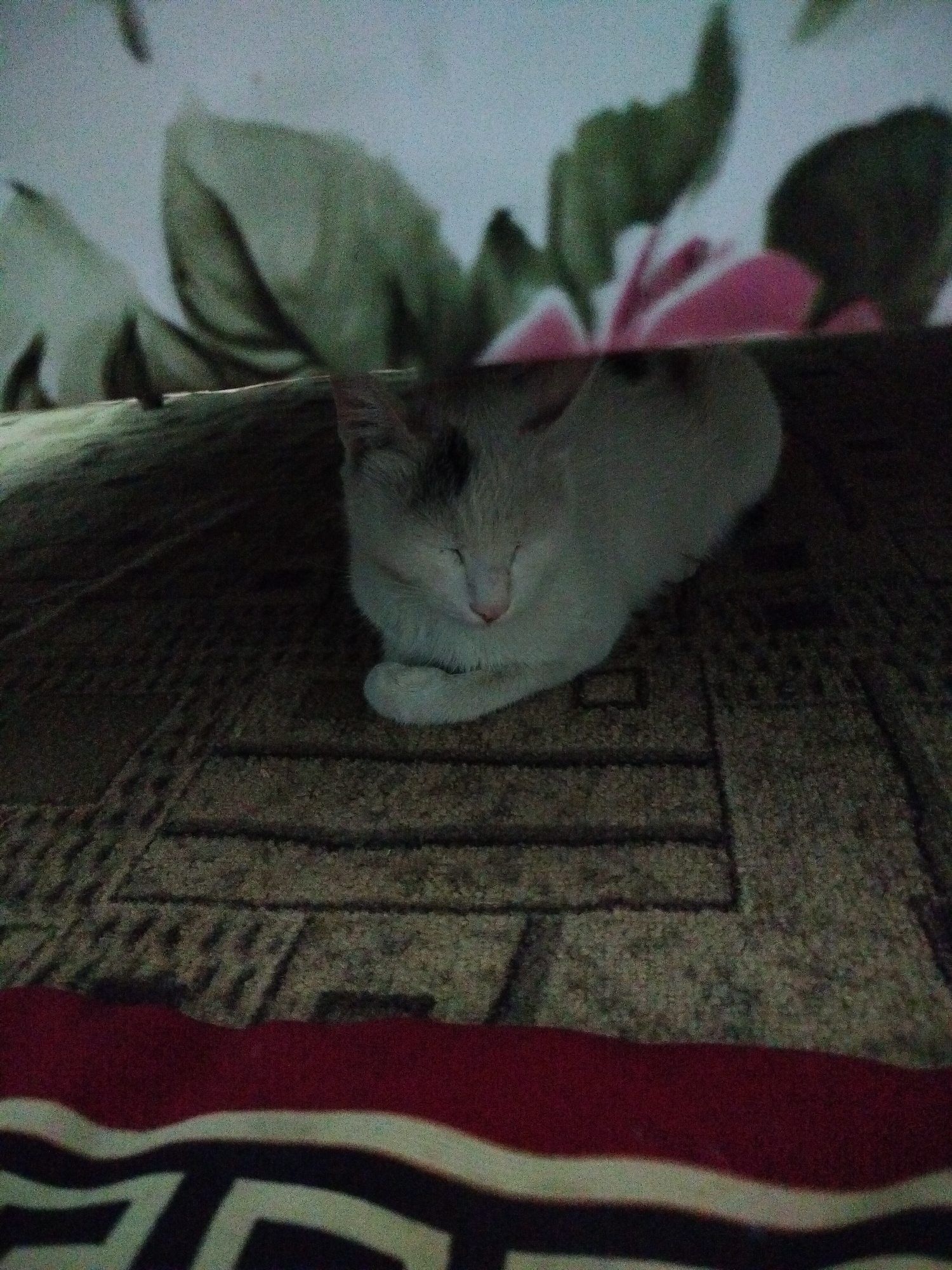 A white cat is sleeping curled up on a patterned rug. The cat has patches of gray and black fur on its head. The background is a blurry floral pattern, suggesting the cat is indoors. The image appears to be taken in a residential setting in the city of Көлкент, Kazakhstan.
