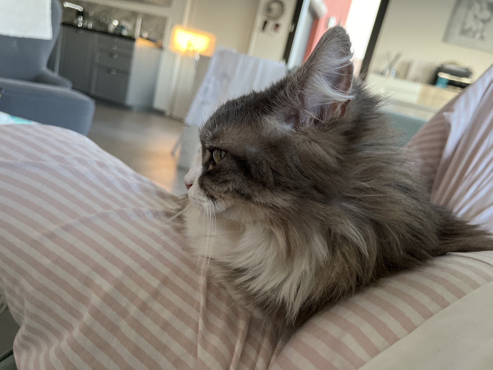 A grey and white fluffy cat is resting on a pink and white striped fabric surface. The cat is in profile, facing left, with its ear pointed upwards. The background shows a domestic interior with kitchen cabinets, a dining table, and a grey chair. The location is Chambœuf, France, as indicated by geotags.