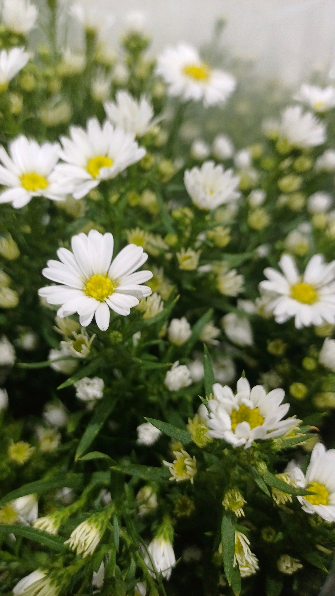 A close-up, vertical, medium shot captures a dense cluster of white daisy-like flowers with bright yellow centers. The flowers are predominantly in focus in the foreground, with some slightly blurred in the background. The green foliage is lush and surrounds the blooms. The lighting is soft and diffused, suggesting natural light, possibly from an overcast sky or an indoor setting with indirect lighting. The image is devoid of any people or discernible urban elements, making it impossible to determine a specific location within Kuala Lumpur, Malaysia. The scene is entirely floral.