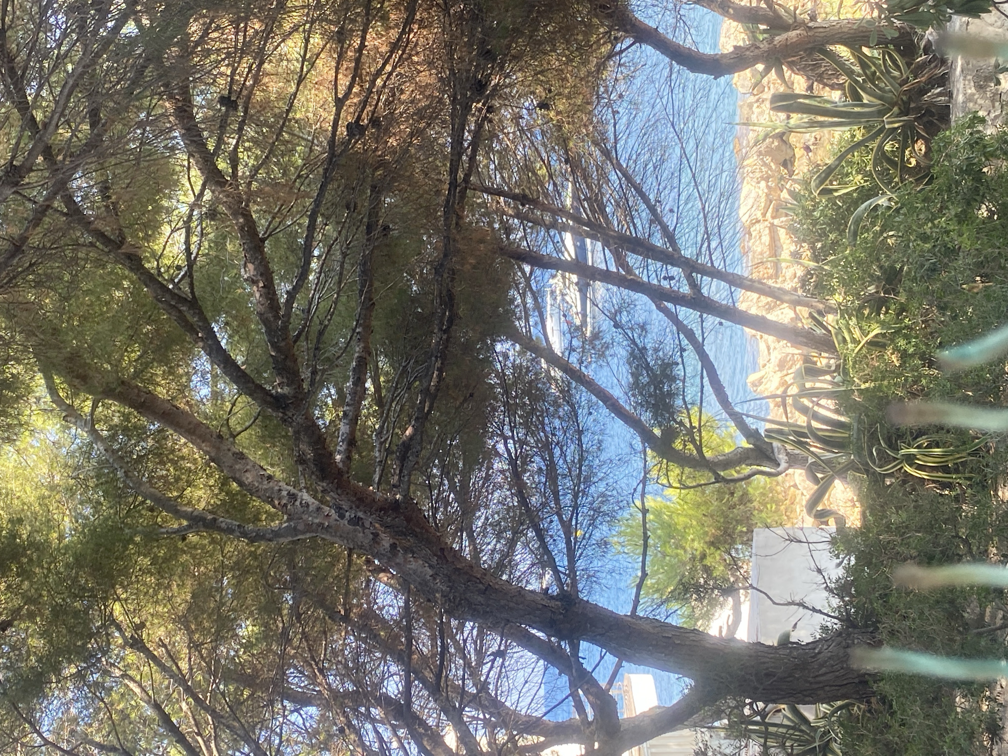 The image captures a view of the Mediterranean Sea, likely near the coastal town of Antibes, France, viewed through the branches of pine trees. The foreground is dominated by the textured bark and numerous branches of these trees, with their needles casting dappled shade. Beyond the trees, the vibrant blue of the sea stretches out, meeting a rocky shoreline. A few boats are visible on the water, appearing as distant white shapes. In the lower left portion of the image, a white building facade is partially visible, suggesting proximity to human habitation or a resort. The vegetation also includes agave plants and other low-lying green foliage in the mid-ground. The overall impression is one of a sunny, natural coastal landscape.
