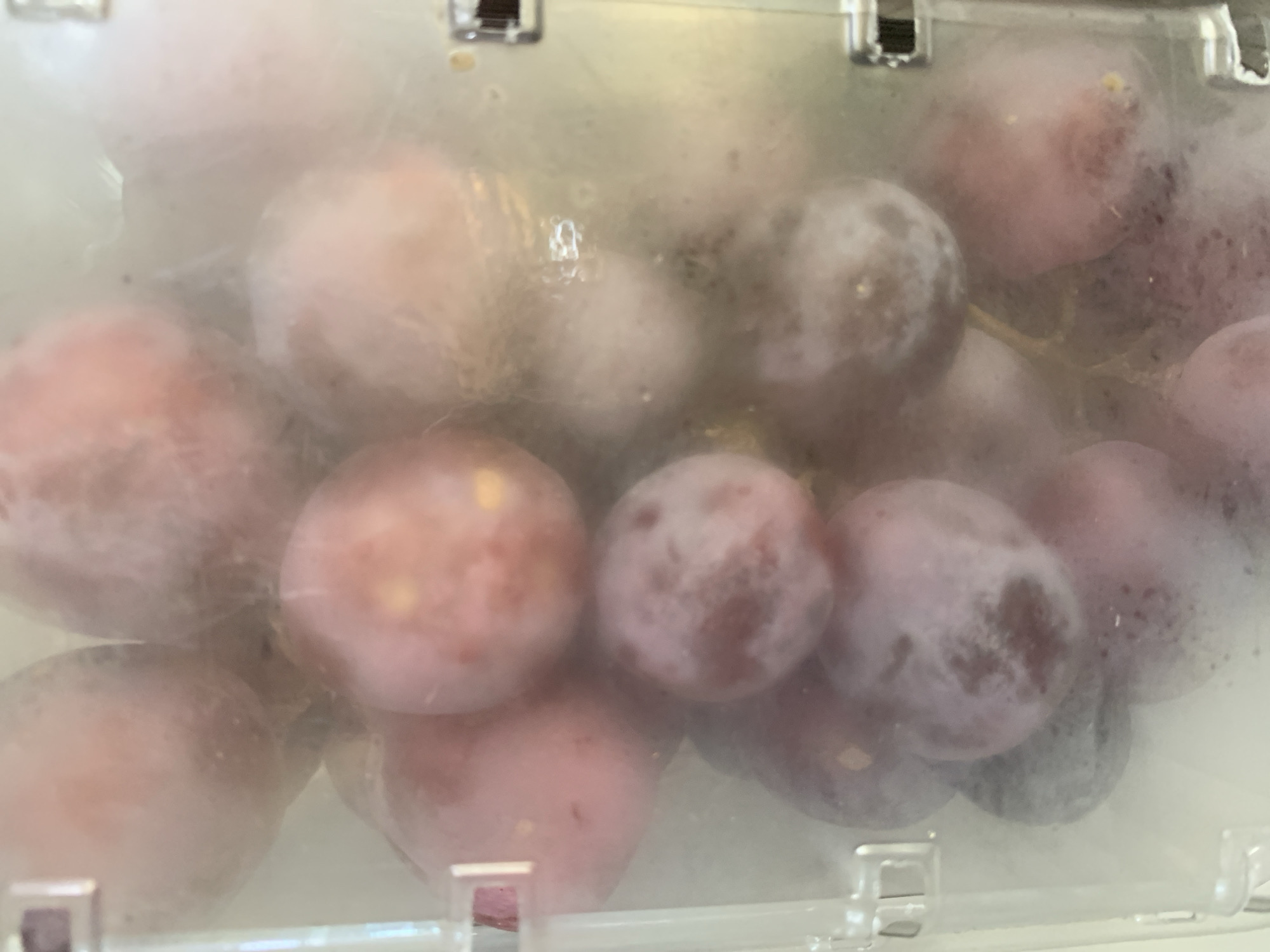 A close-up, vertical shot shows a cluster of red grapes inside a clear plastic container. The grapes are slightly fuzzy and appear to be covered in a light mist or condensation, obscuring some of their details. The container has a textured surface with visible ridges and what appear to be metal clasps on the right side. The lighting is bright, creating reflections and highlights on the plastic. The background is out of focus and appears to be a light-colored surface. The image is framed from a top-down perspective.