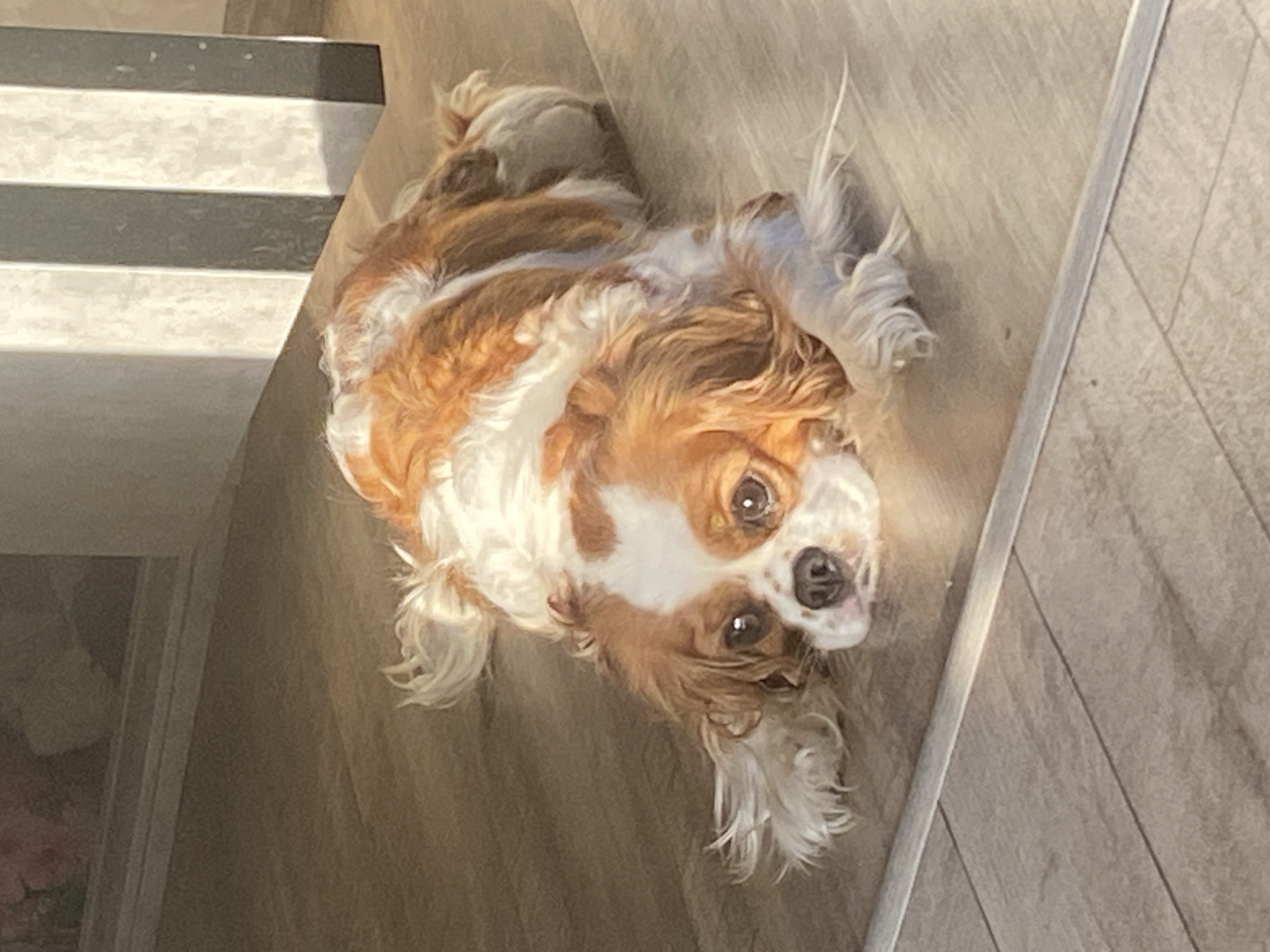 A medium shot shows a King Charles Spaniel dog lying on a wooden floor, with its head resting on its paws. The dog has white and reddish-brown fur and appears to be relaxed. Sunlight streams in from the right side of the frame, casting shadows from vertical blinds on the wall behind the dog. The floor is made of light-colored wooden planks.