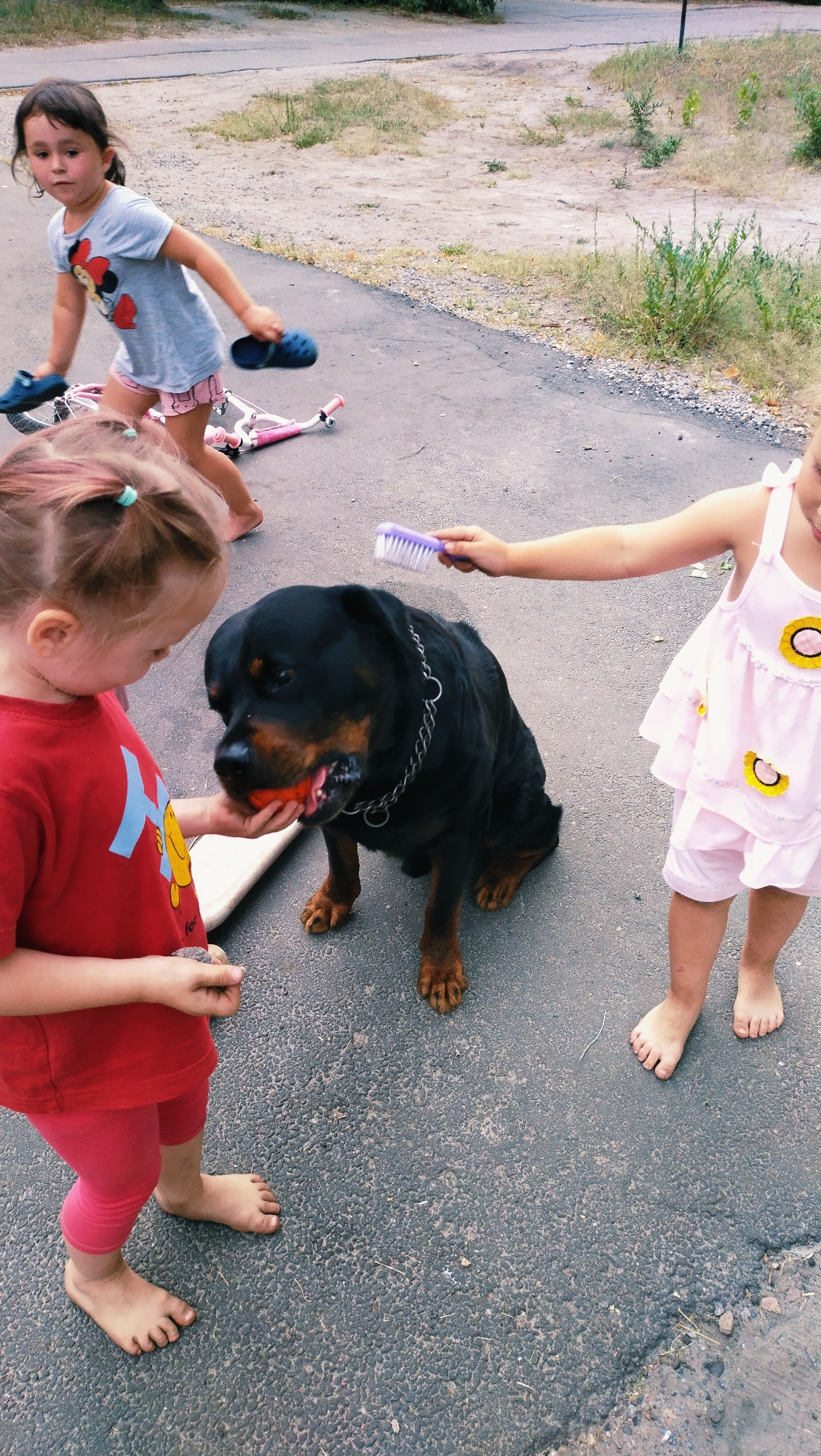 In Horishni Plavni, Ukraine, on a paved outdoor area with dry grass and gravel bordering it, a Rottweiler dog is seated on the ground, holding an orange object in its mouth. Three young girls are interacting with the dog. One girl, wearing a pink dress adorned with yellow flowers, stands to the right of the dog, holding a purple brush and appearing to pet its head. Another girl, in a red t-shirt and pink leggings, is to the left of the dog, offering it the orange object. A third girl, in a gray t-shirt with a Minnie Mouse graphic and pink shorts, is in the background, holding a pair of blue sandals and standing near a pink children's bicycle lying on its side. The ground is asphalt.