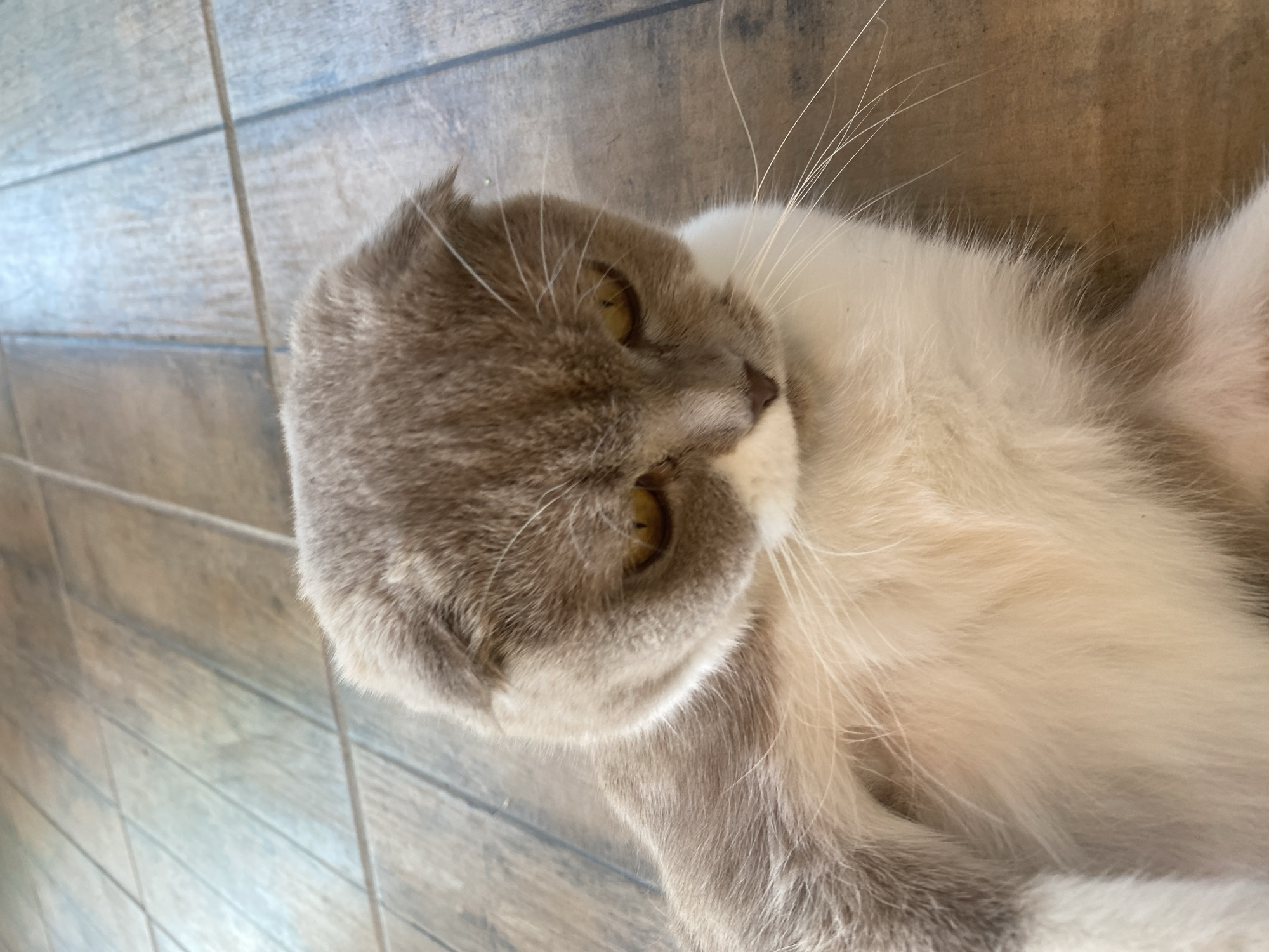 A Scottish Fold cat with grey and white fur is lying on a tiled floor. The cat is looking down and to the right, with its eyes partially closed. The tiled floor has a wood-grain pattern and is laid out in a grid. The scene is indoors.