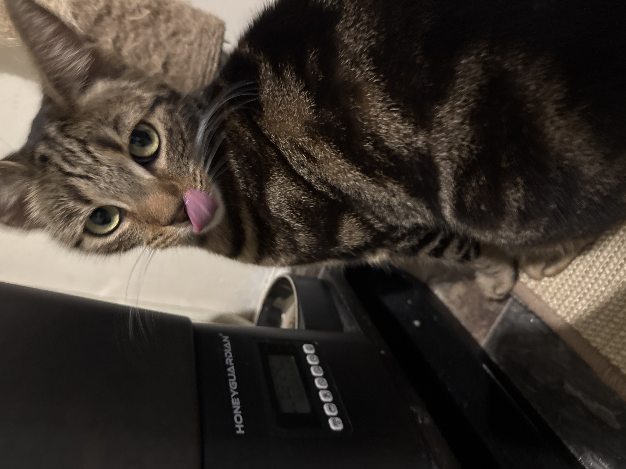 A brown, black, and tan striped tabby cat is prominently featured in this close-up, slightly tilted indoor photograph. The cat's head is in the upper left of the frame, with its bright green eyes looking directly towards the viewer. Its pink tongue is slightly extended, giving the impression that it is licking its lips or about to lick something. White whiskers fan out from its muzzle.
In the lower half of the image, a black electronic device is visible, partially obscured by the cat's body and fur. The text "HONEYGUARDIAN" is clearly legible on the side of this device. It also features a small, unreadable digital screen and a row of six circular buttons. The device appears to be resting on a surface. To the right of the cat, a textured beige material, possibly part of a cat tree or carpet, is visible, extending into the background.
The lighting appears to be indoors, with artificial light, suggesting it could be evening or simply a dimly lit room. The overall impression is one of curiosity or anticipation from the cat. The image was captured in Desborough, United Kingdom.