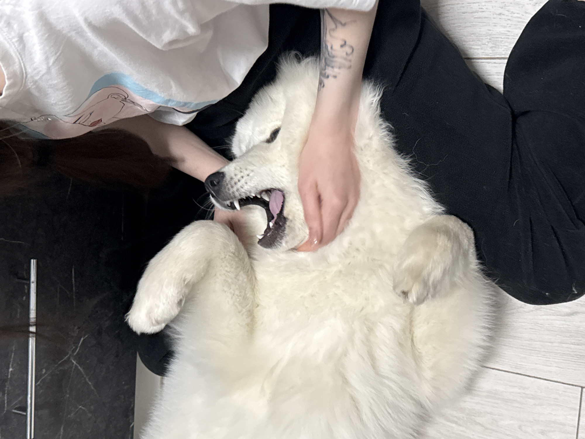 In the city of Chaikovsky, Russia, a person wearing a white t-shirt with a graphic print and black pants is sitting on the floor, holding a fluffy white dog that is lying on its back. The dog's mouth is open, revealing its teeth and pink tongue, and its paws are in the air. The person's arms are around the dog, and their left hand is visible on the dog's chest. The background consists of a dark, textured wall and light-colored floorboards. The overall scene suggests a moment of playful interaction between the person and the dog.