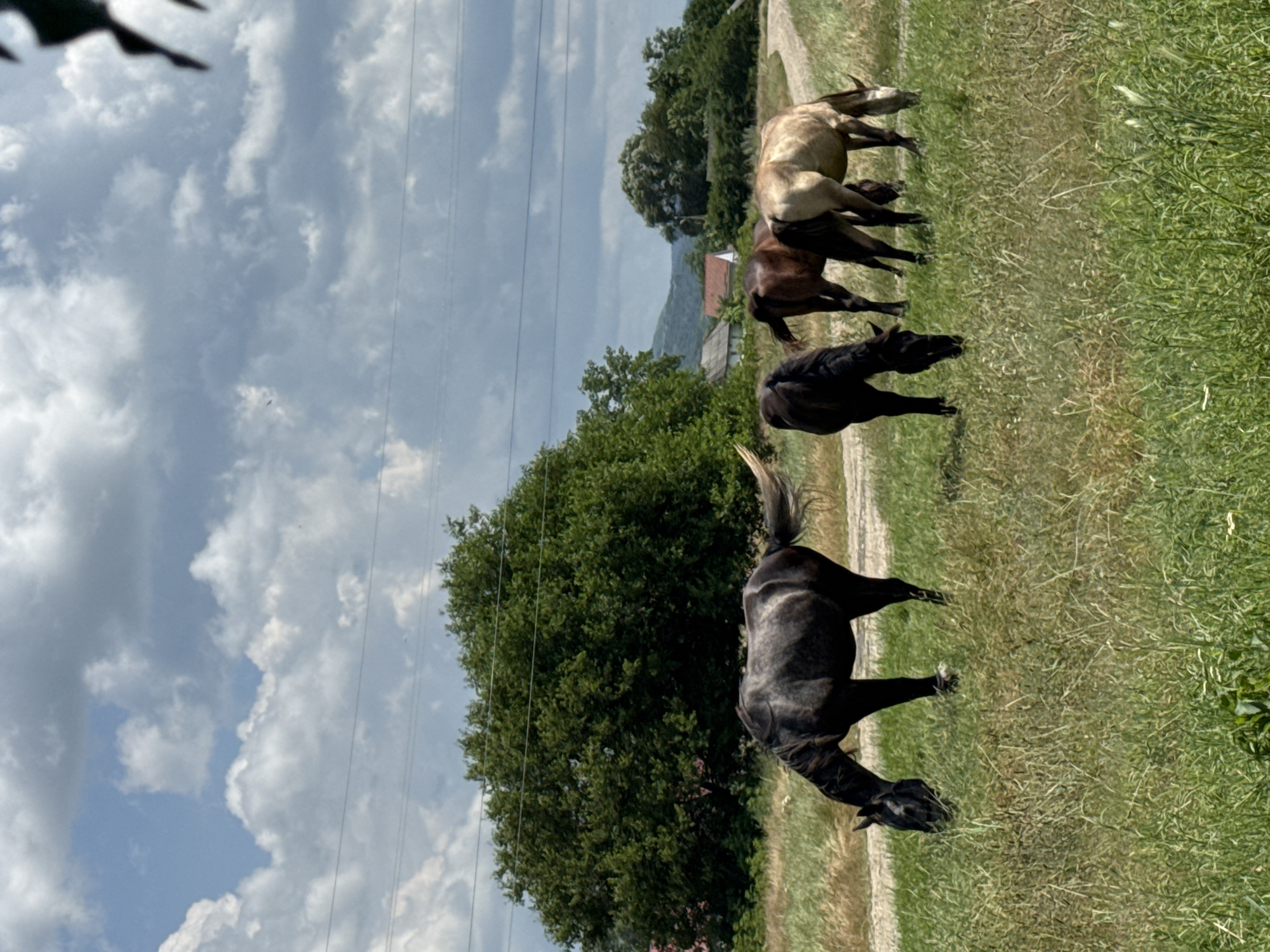 This media file depicts a herd of horses in a grassy field. The subjects are four horses: two lighter-colored horses in the background and two darker-colored horses in the foreground. The horses are in a pasture with tall, green grass. In the background, there are trees, a body of water, and a house with a red roof. The sky is partly cloudy with a few dark clouds, suggesting the time of day is late morning or early afternoon. The weather appears to be warm and sunny. The scene is peaceful, with the horses grazing and interacting with each other. There is no visible text in the media file. The location context is Zassovskaya, Russia.
