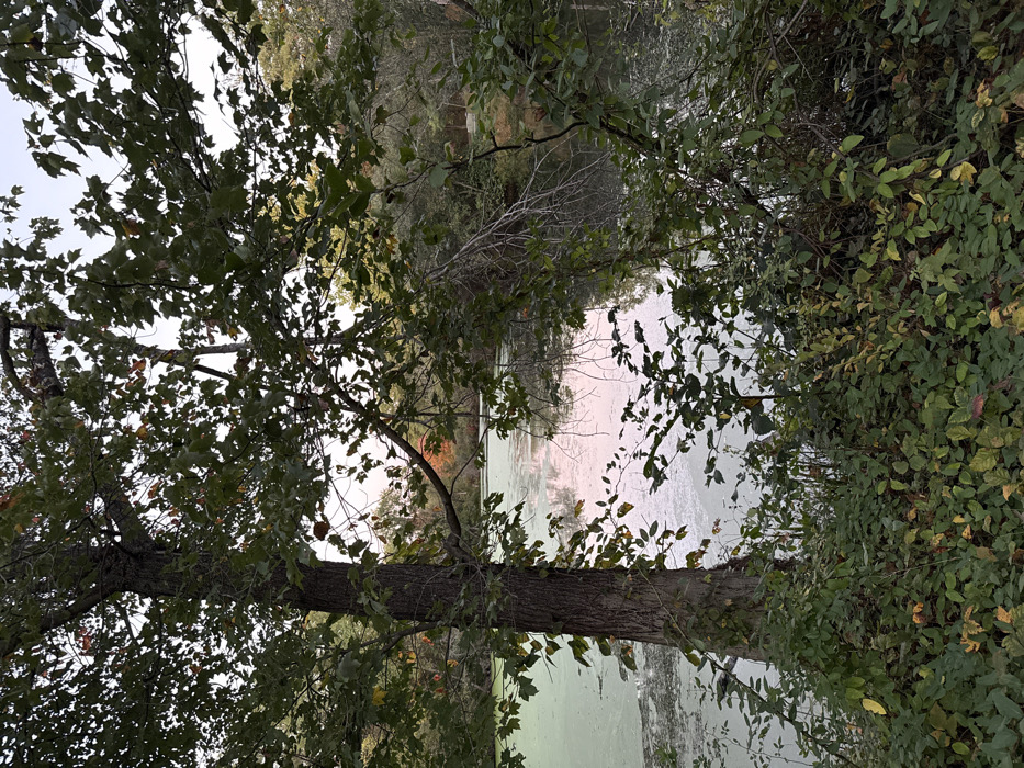 The image depicts a tranquil natural scene in a wooded area within Princeton, United States. The foreground is dominated by dense green and yellow-green foliage and undergrowth. A large, dark-barked tree trunk stands prominently on the left side, with its leafy branches extending into the upper left quadrant. The midground features a body of water, likely a pond or small lake, with a significant portion of its surface covered by a uniform layer of light green algae or duckweed. A notable reflection of soft pink and purple hues is visible on the water's surface, suggesting atmospheric lighting, possibly at dawn or dusk. The background consists of a dense treeline on the far side of the water, displaying early autumnal colors with hints of orange and red foliage. The sky, visible through the tree canopy, is overcast, providing diffused illumination to the scene. No individuals, animals, or man-made objects are present.
