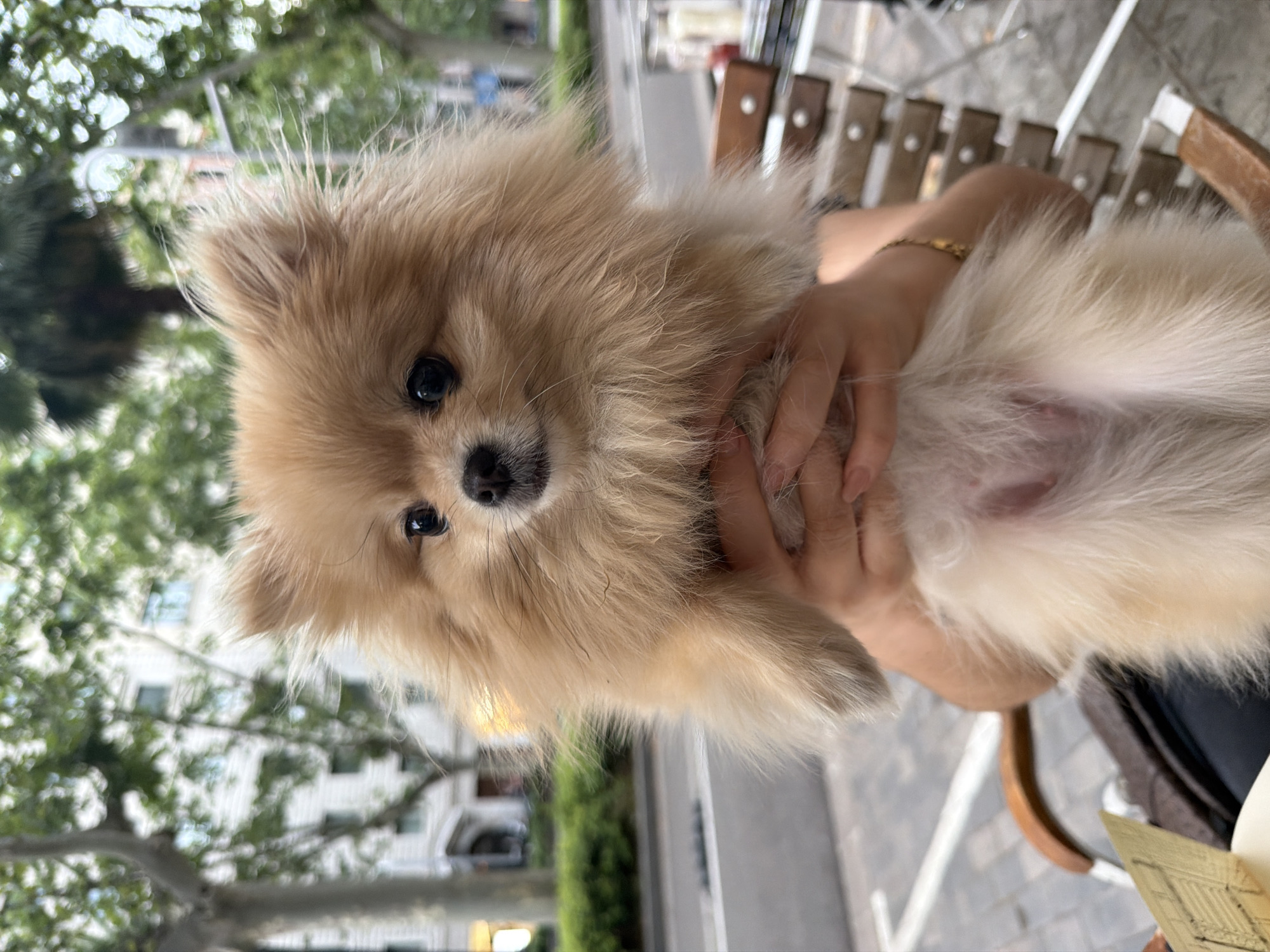 A fluffy, tan Pomeranian dog is held in someone's hands in front of a blurred outdoor urban background. The dog's face is the primary focus, with dark eyes and a black nose. The background shows trees, buildings, and a street, suggesting a city environment. The hands holding the dog are human and appear to be wearing a bracelet on the right wrist. The dog's underbelly is exposed, showing pink skin. A wooden chair and table are partially visible on the right side of the image. The lighting suggests daytime.