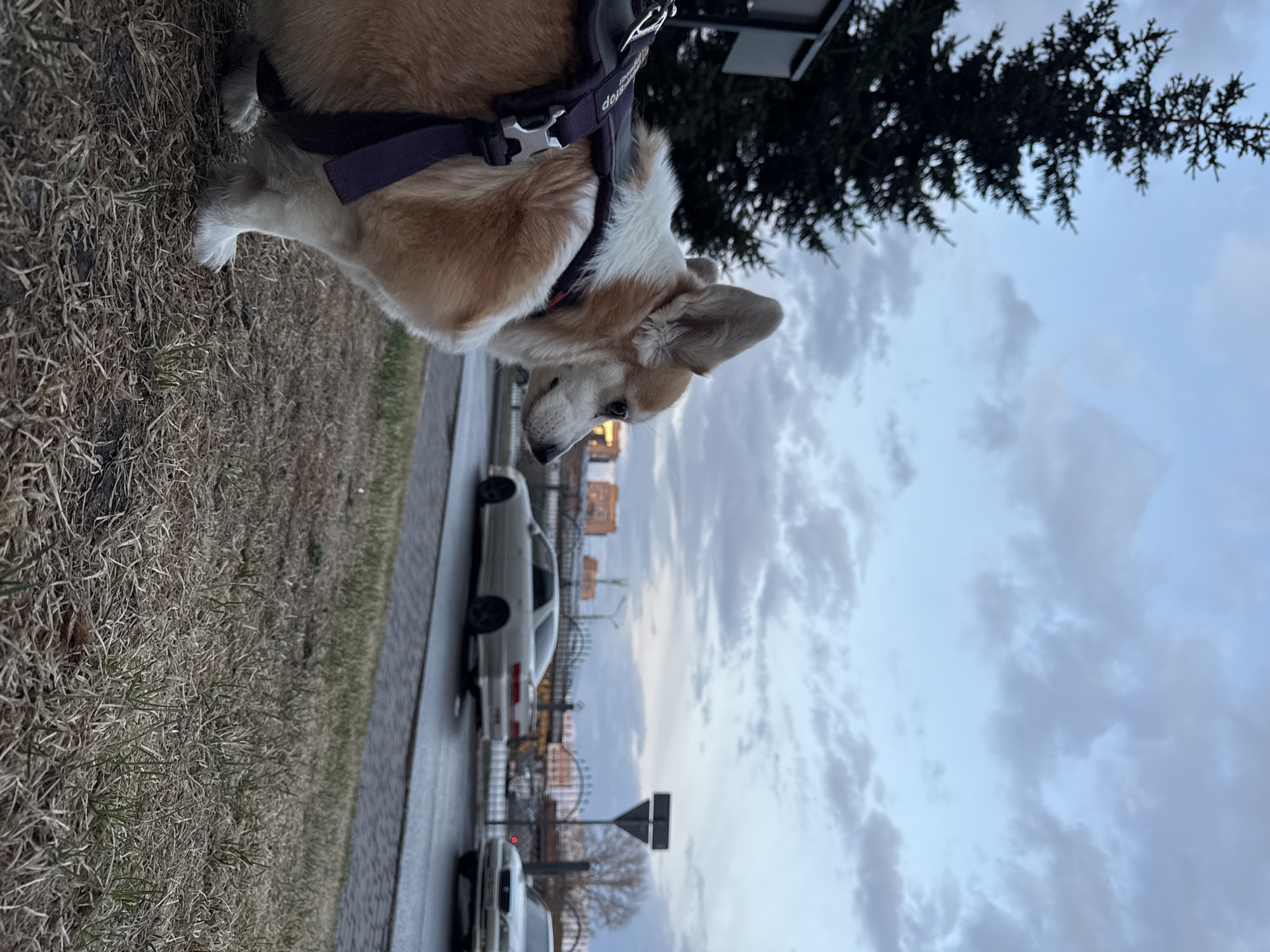 A corgi wearing a purple harness stands on a patch of dry grass next to a sidewalk. Behind the sidewalk is a road with parked cars. Beyond the road are buildings and what appears to be the Krasnoyarsk Ferris wheel. Above the buildings is a cloudy sky. The location is Krasnoyarsk, Russia.