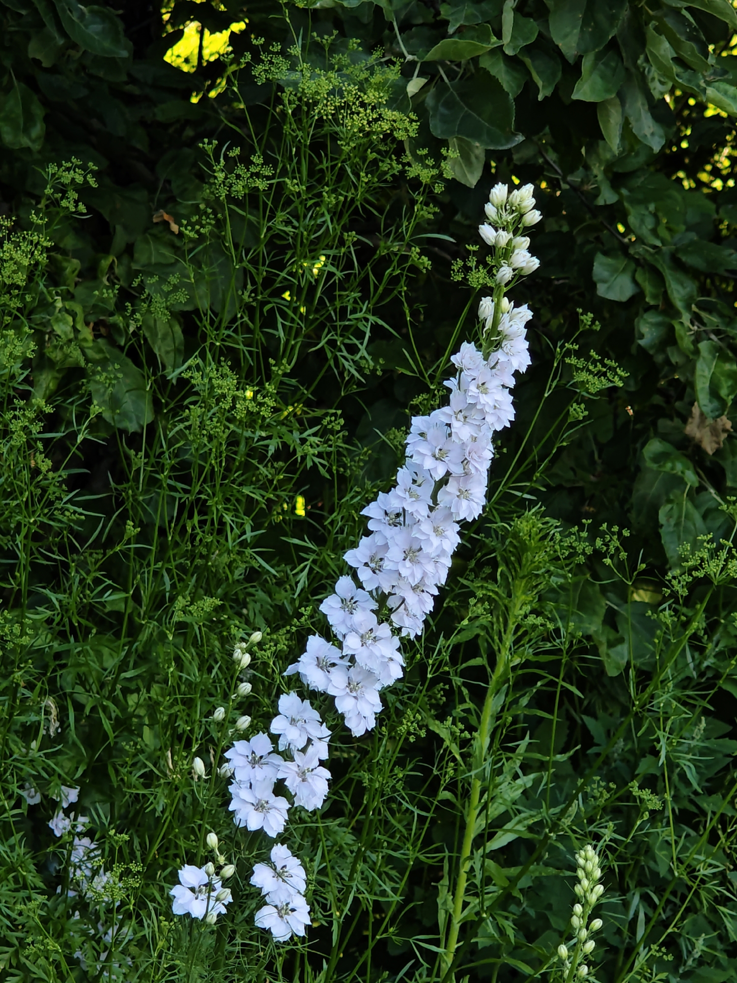 In Parkhomivka, Ukraine, this image captures a close-up view of a tall, white delphinium flower spike with numerous individual blooms. The delphinium is positioned in the center-right of the frame, ascending vertically. The flower spike is surrounded by dense, dark green foliage and smaller, delicate green plants with tiny buds. Some sunlight filters through the leaves in the background, creating patches of bright yellow light. The overall scene is one of lush, natural growth. There are no people or animals visible in the image.