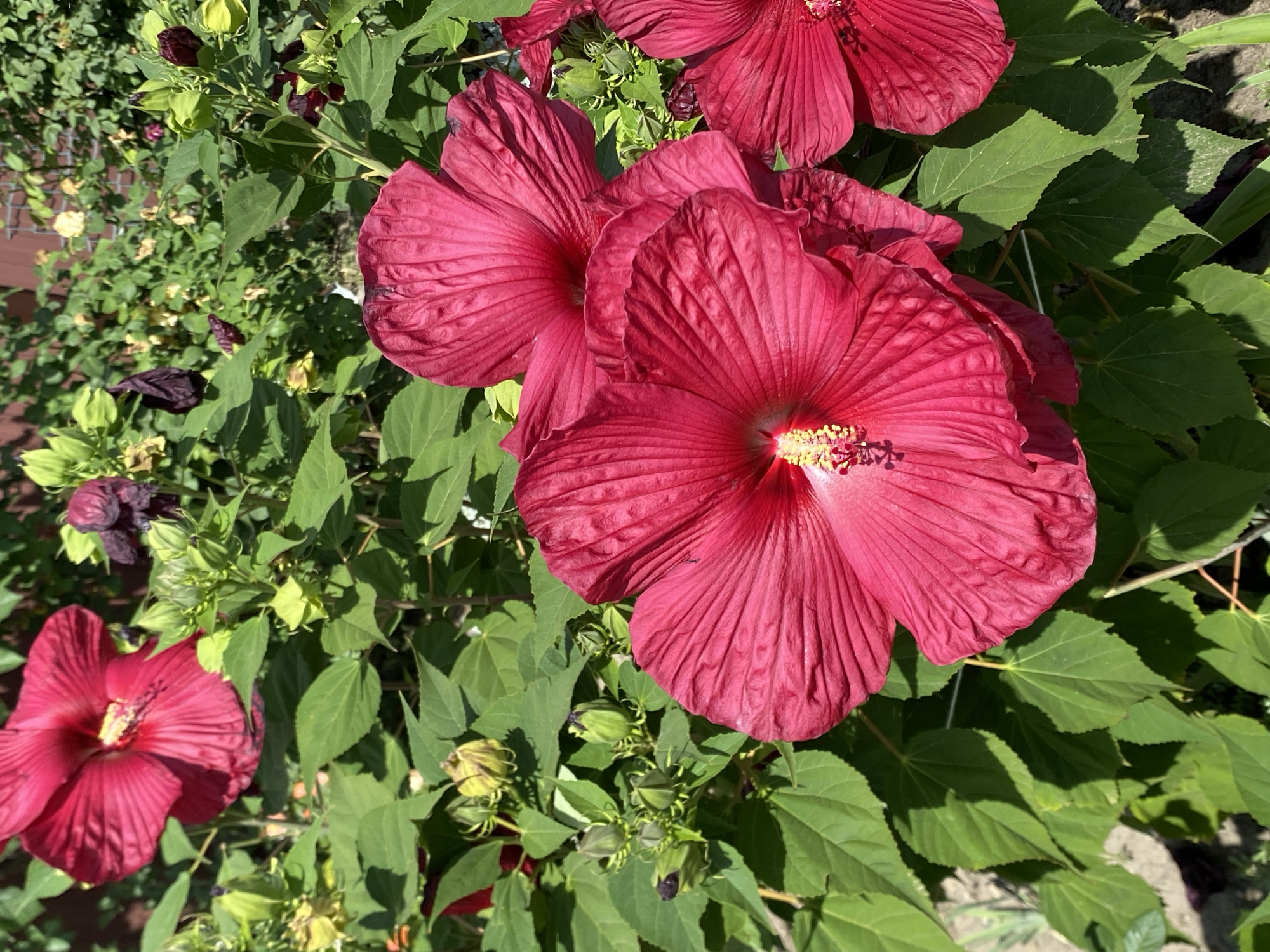 In the city of Kushchovskaya, Russia, a close-up, high-angle shot captures a cluster of vibrant red hibiscus flowers in full bloom. The flowers are the dominant subject, with their large, crinkled petals and prominent yellow stamens illuminated by bright sunlight. Lush green leaves and unopened flower buds surround the blossoms, creating a dense, natural backdrop. A hint of a wooden fence and some lighter foliage can be seen in the background, suggesting an outdoor garden setting. The image focuses on the intricate details of the flowers and foliage, with the bright colors and sharp focus emphasizing the beauty of the scene. There are no people or animals present in the image.