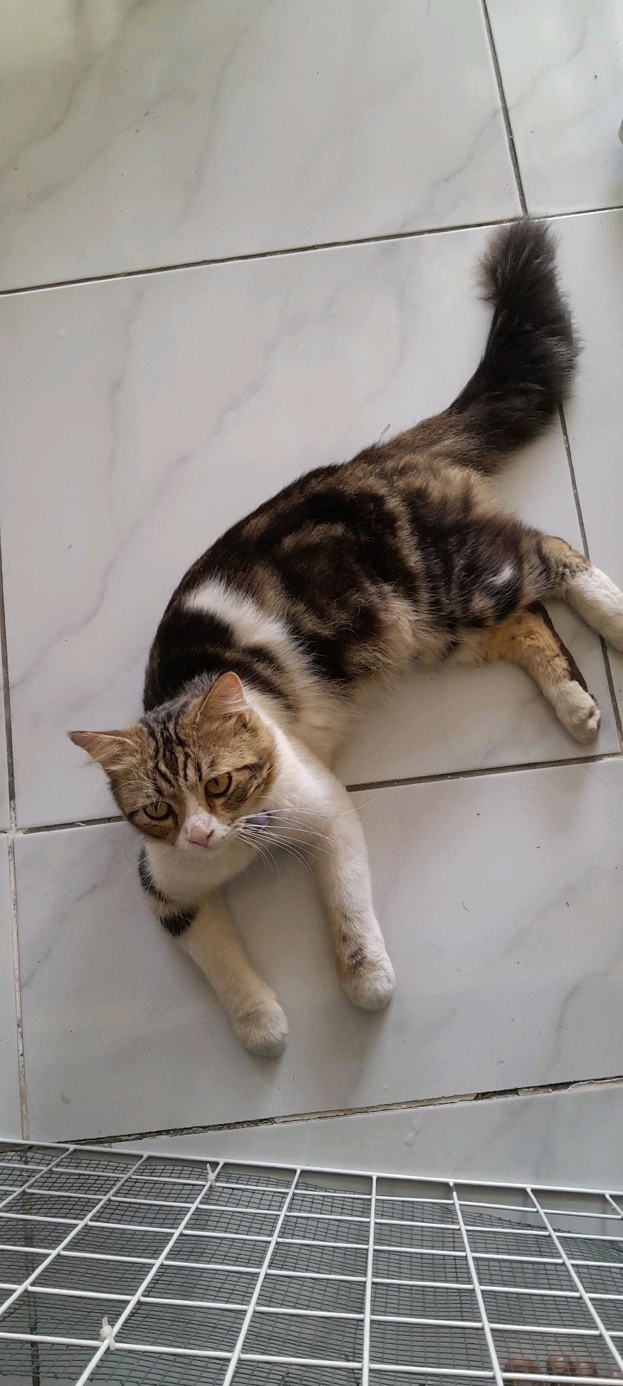 A long-haired tabby cat with white patches and a bushy tail lies on a white tiled floor. The cat is facing left, with its head turned towards the camera. Its eyes are yellow, and its ears are pointed. The cat has dark brown stripes on its back and head, with a white chest and belly. The floor tiles are large and square, with thin grout lines. In the foreground, a white metal grate is visible, possibly part of a cage or enclosure. The scene appears to be indoors or on a covered patio, given the tiling and grate. No specific location in Bendungan, Indonesia, can be determined from the image alone.