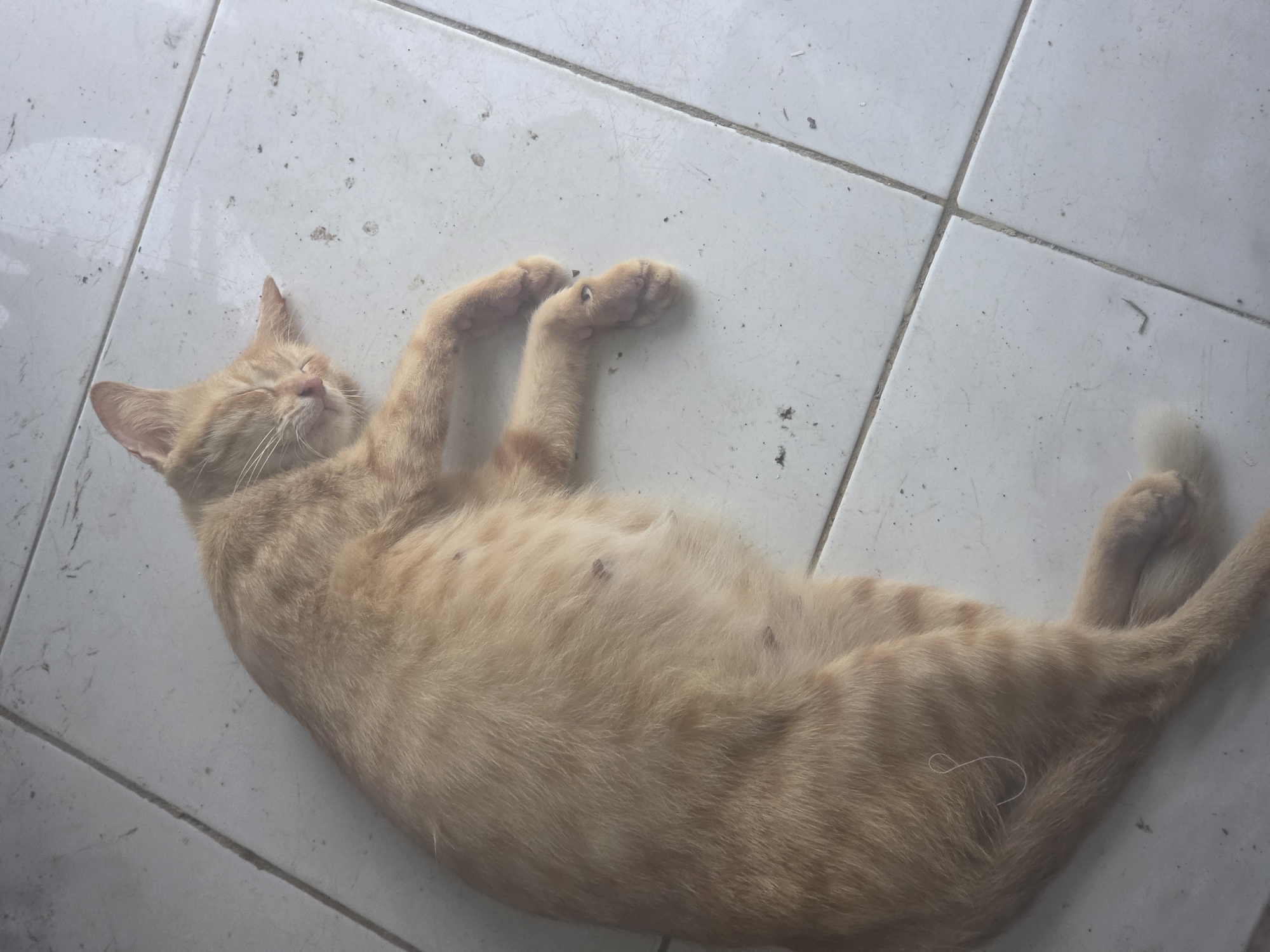 The scene depicts an orange tabby cat lying on its back on a white tiled floor. The cat is positioned diagonally across the frame with its head near the top left and its hind legs near the bottom right. The cat's eyes are closed, and its front paws are raised above its head. The background is a white tiled floor with dark marks and grout lines. The location is likely Pintomakmur, Indonesia.