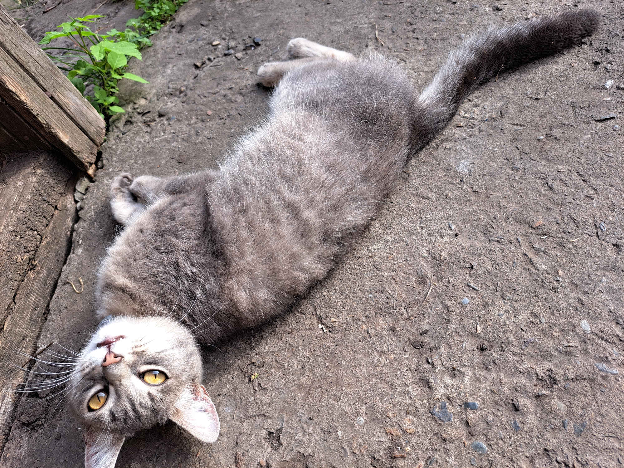 A gray tabby cat lies on its back on a textured concrete surface, with its head tilted back and eyes open and directed upwards. The cat's fur exhibits distinct tabby markings, with darker gray stripes over a lighter gray base. Its paws are visible, one tucked in and the other extended. To the left of the cat, there is a rough wooden plank, and to the right, a small patch of green vegetation grows out from a gap between the wooden structure and the concrete. The lighting suggests an outdoor setting, possibly in a yard or alleyway. The scene is devoid of any human presence or activity.