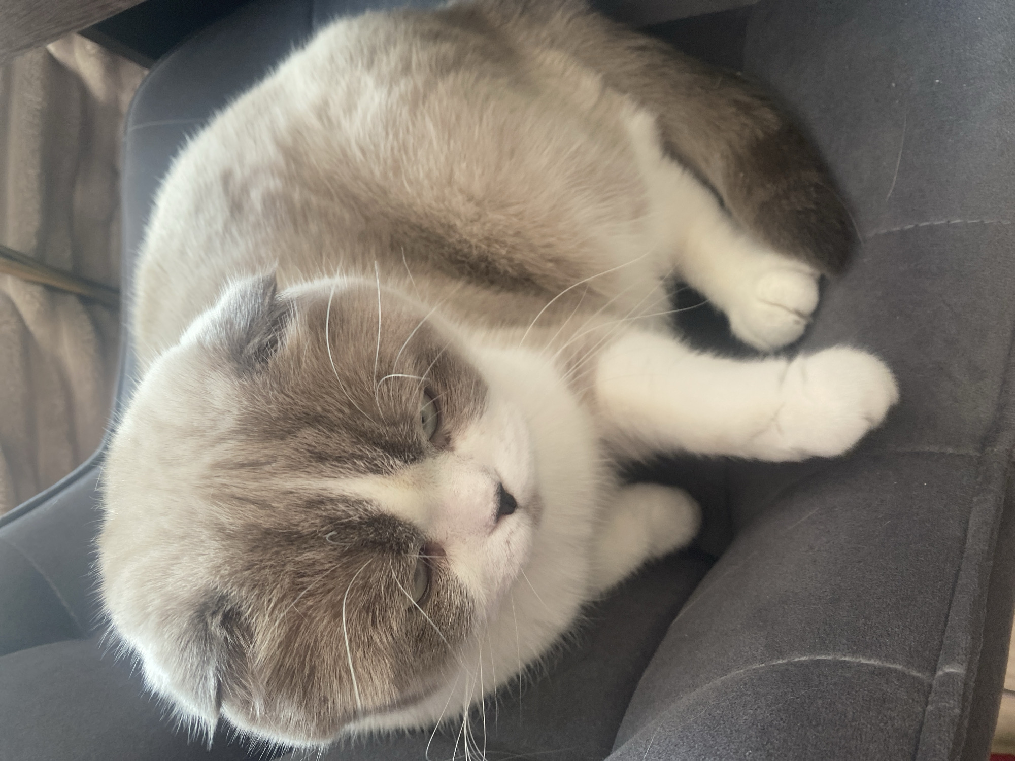 A cat is lying on a gray upholstered chair. The cat is mostly light gray and white in color, with darker gray markings on its head and back. The cat's paws are white, and it appears to be relaxed or asleep. The background is out of focus, but it seems to be an indoor setting.
There is nothing in the image to indicate it is in Novokuznetsk, Russia.