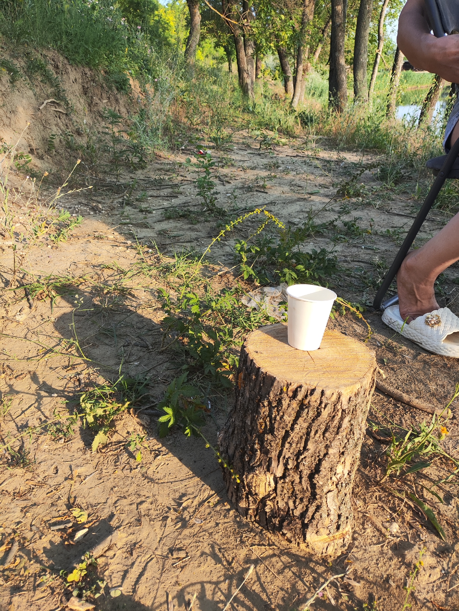 In Găleștii Noi, Moldova, on a sunny day, a white paper cup sits on a wooden stump in an outdoor setting near a body of water and trees. A person's legs and feet are visible on the right side of the image, one foot wearing a decorative white slipper. The ground is sandy and covered with sparse vegetation, including grass and fallen leaves. A chair leg is also present, suggesting the person is seated. The overall environment appears to be a natural landscape, possibly a park or a riverside area.