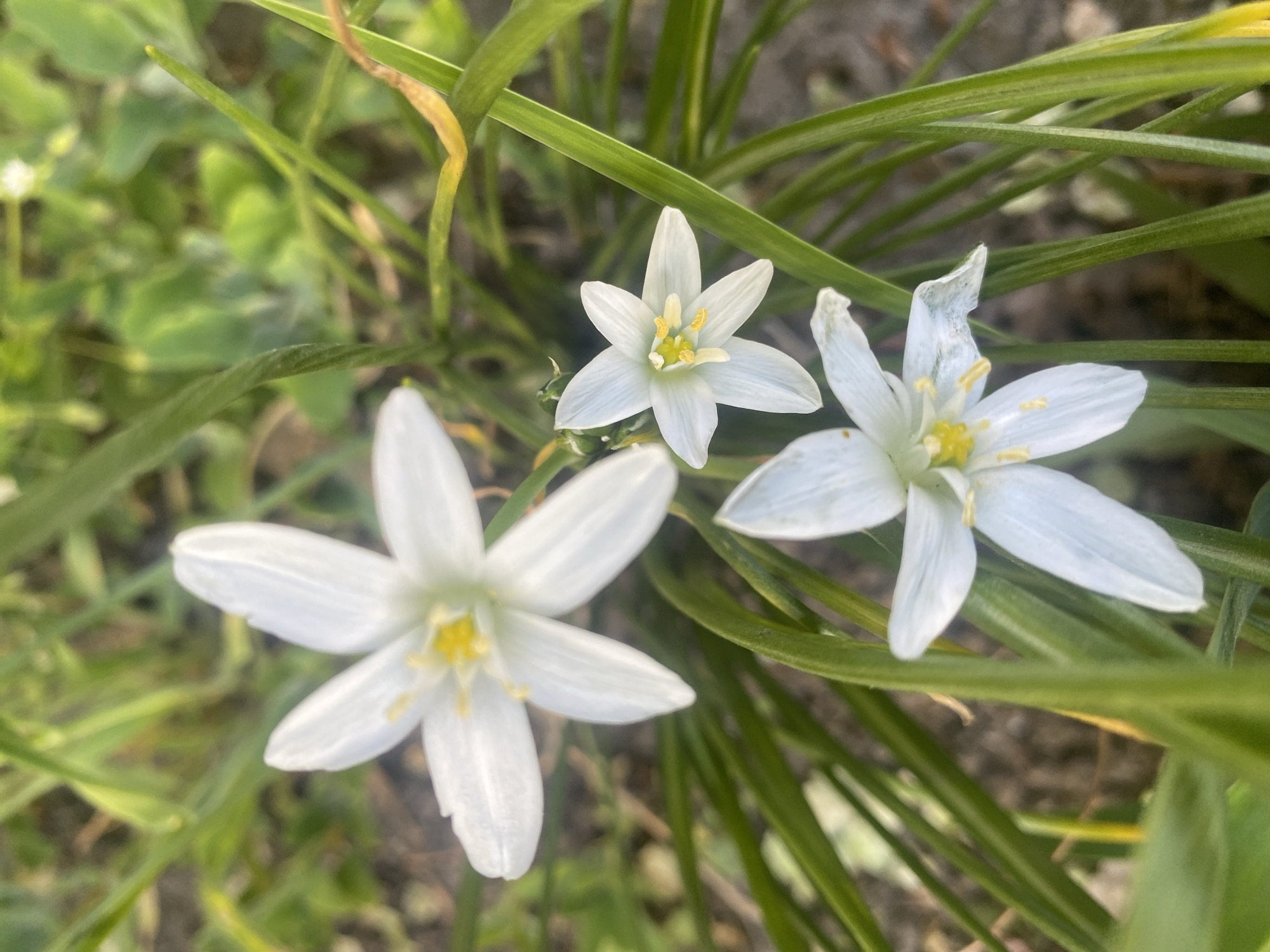The image shows three white flowers with six petals and yellow centers, surrounded by green, grass-like foliage. The flowers appear to be Star-of-Bethlehem (Ornithogalum umbellatum). The backdrop is a mix of green grass and patches of bare earth. The location is presumed to be the city of Dnipro, Ukraine.