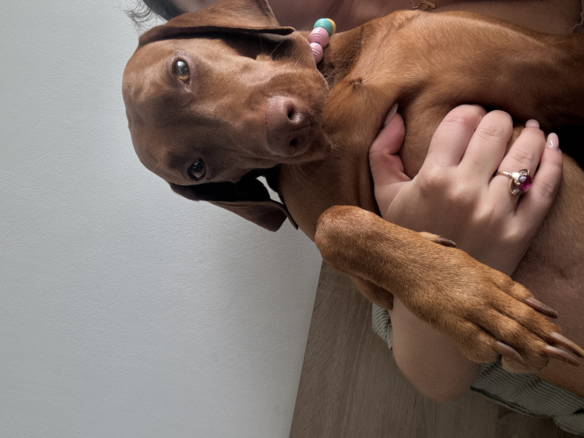 A tilted, close-up indoor shot captures a warm interaction between a person and a brown Vizsla dog in Sofia, Bulgaria. The dog, with its distinctive rust-colored fur, dominates the right and center of the frame, looking directly towards the camera with expressive, intelligent eyes. Its ears are flopped down, and it wears a colorful beaded collar featuring pink, light blue, and yellow beads around its neck.
A person, likely female, is cradling the dog. Their hands are visible, gently holding the dog's body. One hand, positioned centrally, has neatly manicured nails with a light polish and wears a prominent gold ring adorned with a large, oval-shaped pink or red gemstone on the ring finger. Another hand or arm is visible supporting the dog's back, and the dog's long, untrimmed nails on its paws are also noticeable. Part of a striped garment, possibly worn by the person, is visible near the bottom right.
The background consists of a plain, light gray or off-white textured wall on the left, occupying a significant portion of the image, and a warm, light brown wooden surface (possibly a floor or furniture) on the lower right. The lighting is soft and even, suggesting an indoor setting without harsh direct light. The overall mood is one of affection and close companionship between the pet and its owner. There is no visible text in the image.