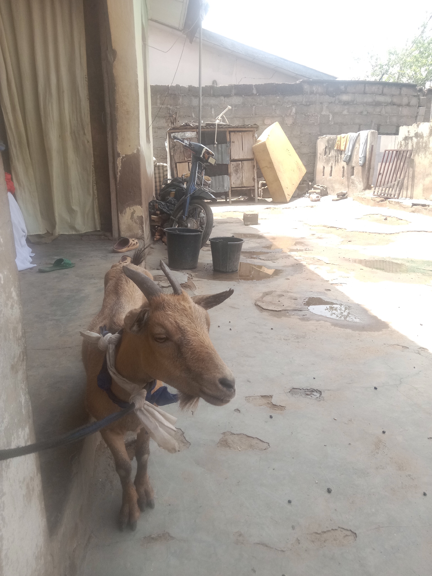 The image depicts a brown goat tethered to the side of a building in an outdoor area, likely a courtyard or backyard. The location is Lokoja, Nigeria, suggested by the architectural style and environmental details. The goat is secured with a blue rope and white cloth around its neck. The environment includes a motorcycle, buckets, and a partially collapsed structure. A wall, possibly the compound wall, appears in the background with laundry drying. Puddles and uneven surfaces suggest a poorly maintained outdoor space. The overall lighting is bright, indicating a sunny day.