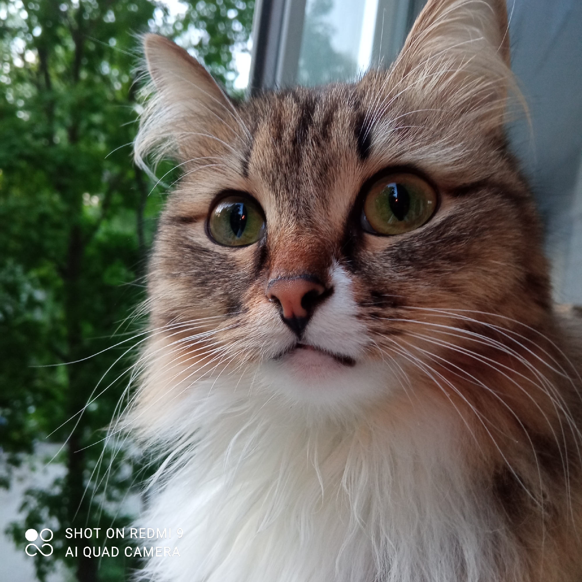 A close-up photograph captures a cat's face with its large, green eyes looking directly at the camera. The cat has a mix of brown and white fur, with long whiskers and tufts of hair on its ears. The background shows green foliage, likely trees, suggesting the cat is near a window or outdoors. The lower left corner of the image contains the text "SHOT ON REDMI 9 AI QUAD CAMERA." The location is Chaikovsky, Russia. The subject is a cat looking at the camera against a natural green backdrop, with camera information at the bottom left.