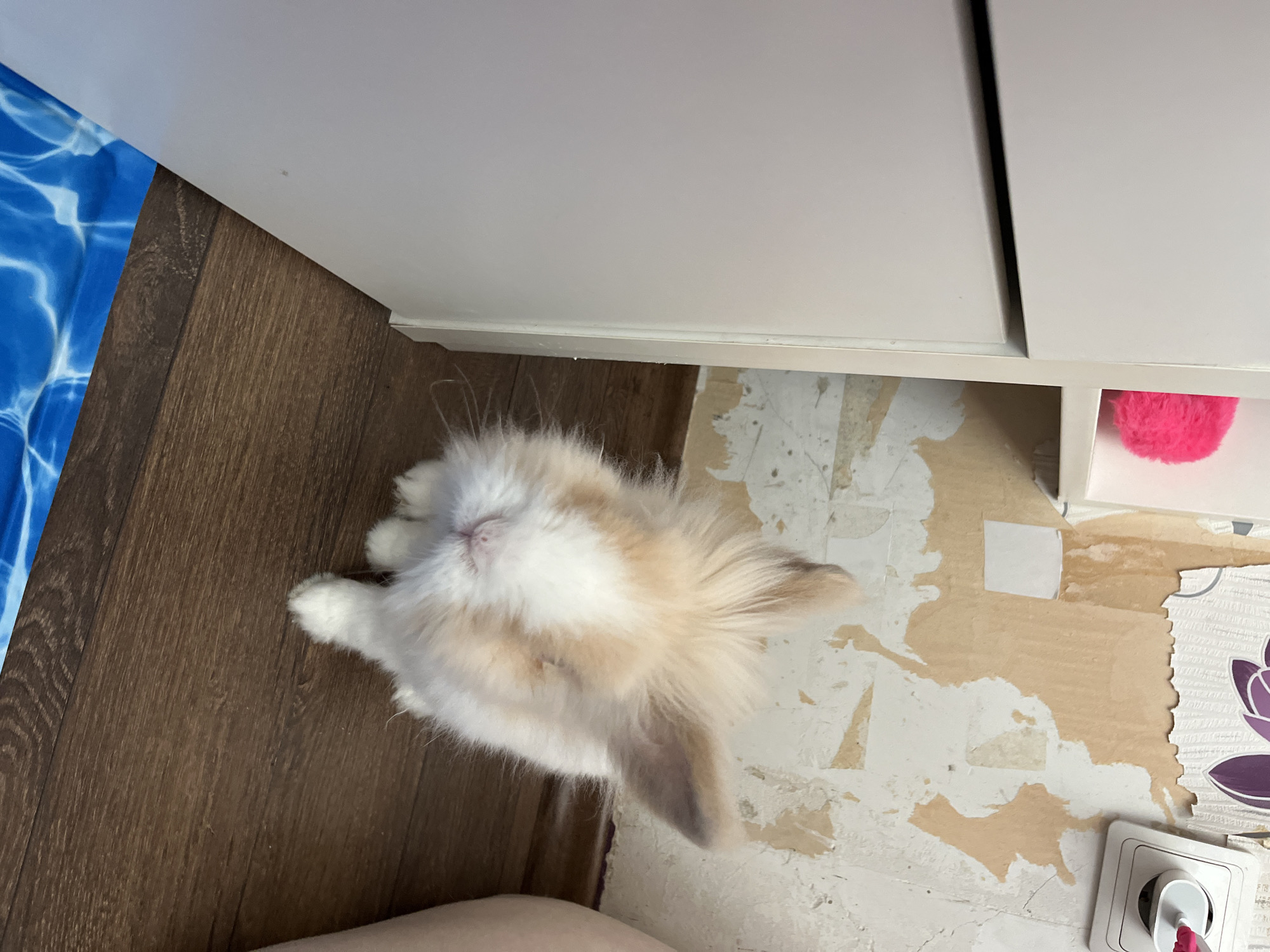 An indoor scene shows a fluffy, cream and white rabbit standing on a wooden floor. To the left is a white cabinet. In the background, the wall has peeling wallpaper. A pink fluffy ball is visible on a shelf. A white electrical socket with a plug is mounted on the wall. The image appears to be taken inside an apartment or house. There is no information available to determine the specific location in Sofia, Bulgaria.