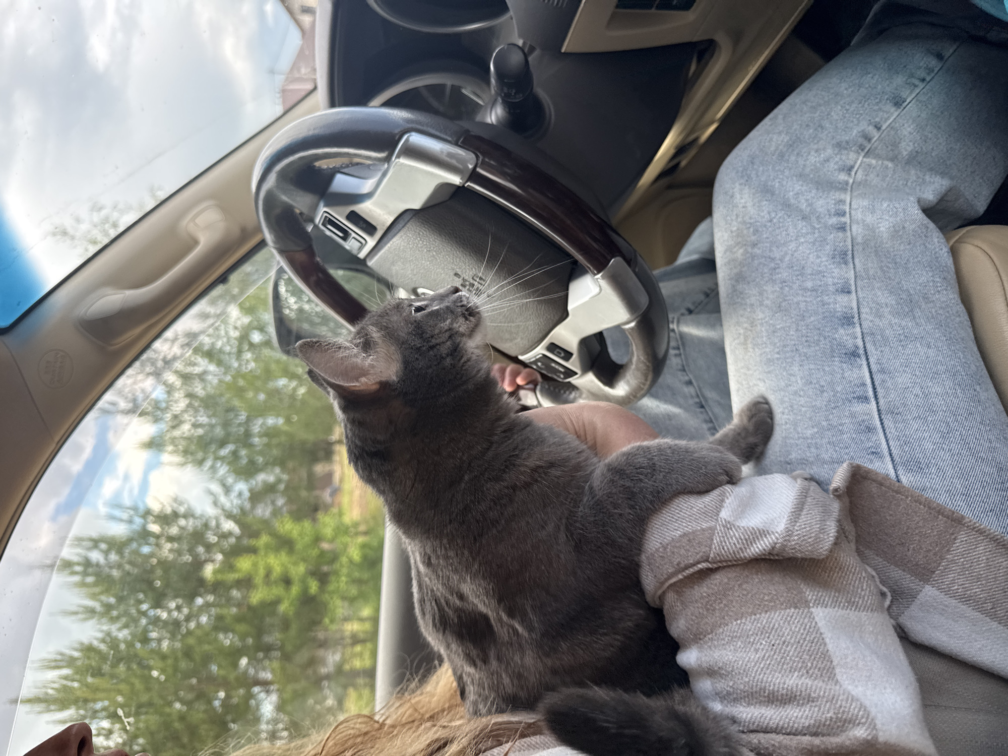 A grey cat sits on a person's lap inside a car. The cat is facing forward, looking up towards the steering wheel. The person is wearing light-wash jeans and a tan and white plaid shirt. Part of the person's blonde hair is visible at the bottom of the frame. The car's steering wheel is visible, as well as a portion of the dashboard and the driver's side window. Outside the window, trees are visible. The location is likely not ascertainable from the image, and therefore the detail of the city of Chaikovsky, Russia cannot be confirmed.