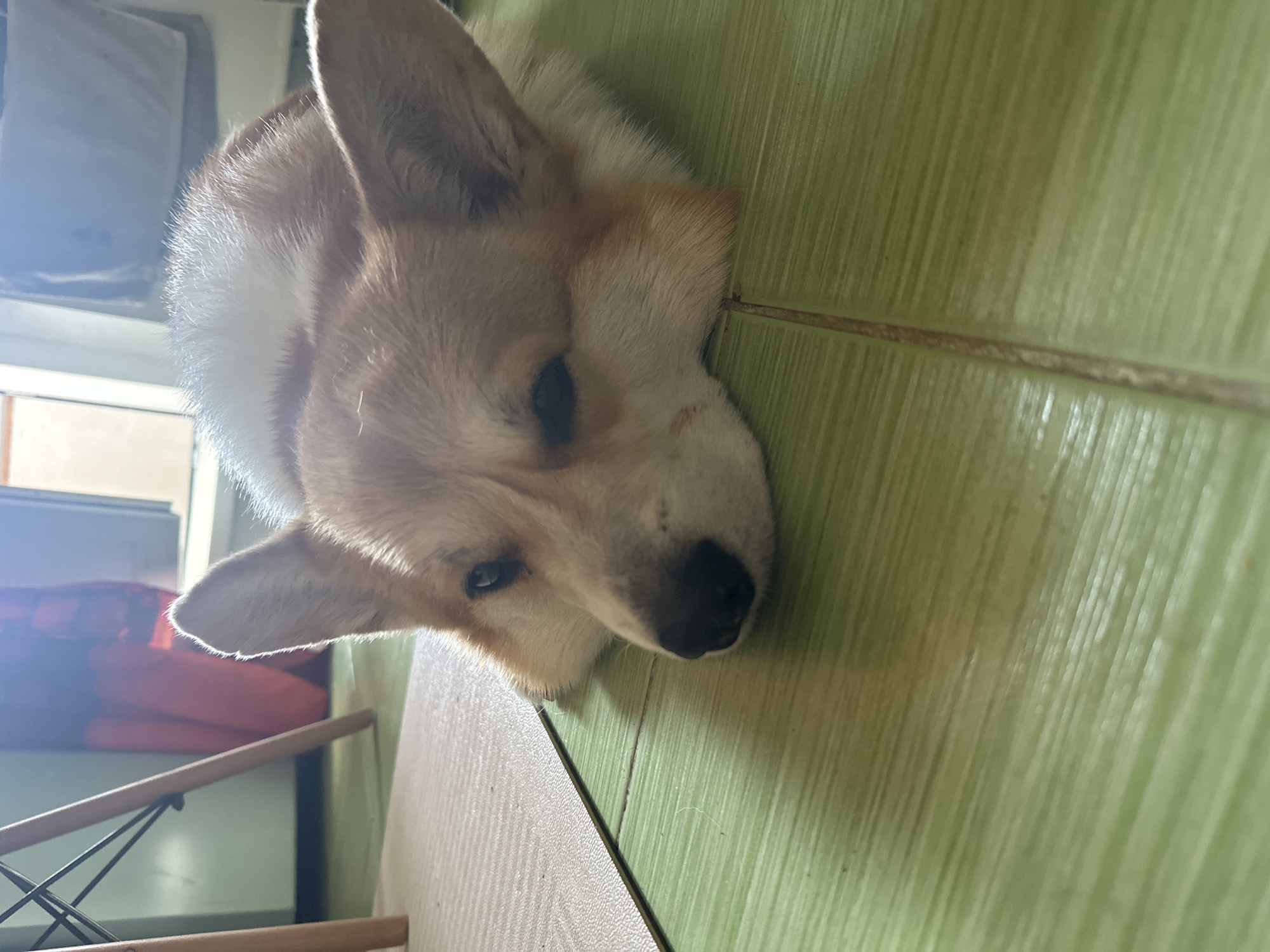 A close-up, tilted, indoor shot depicts a corgi dog resting its head on a tiled floor. The tiles are a pale green color and have grout lines. The dog has white and tan fur with erect ears. A chair is visible in the lower left corner. In the background there appears to be a window. The location in Zelenograd, Russia cannot be determined from the image.