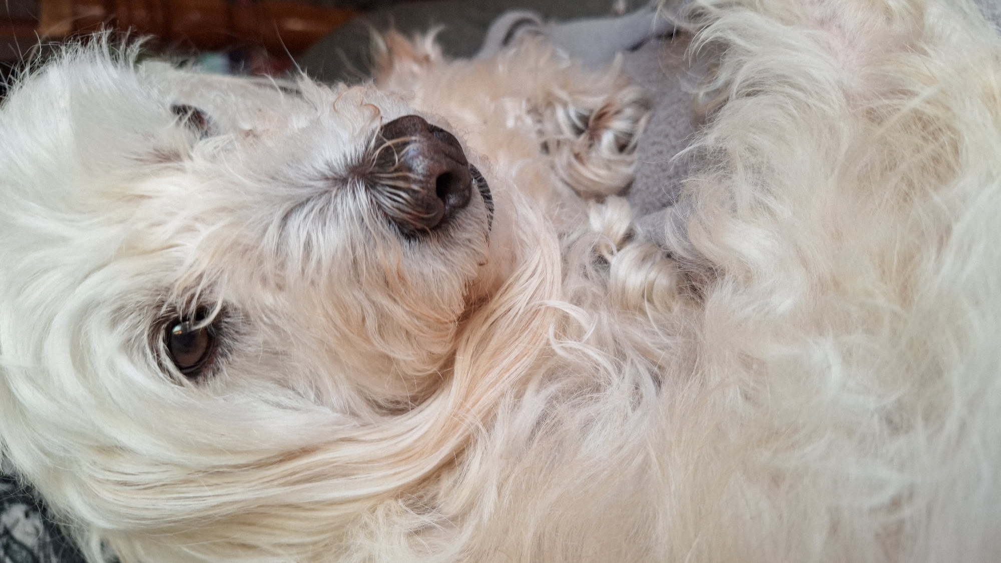 The image shows a close-up of a fluffy, light-colored dog lying on a gray surface, possibly a blanket or bed. The dog's head is the focal point, with a dark nose, one visible brown eye, and long, flowing fur. The dog appears to be relaxed or sleeping. The image does not provide any information regarding the location of Blagoevgrad, Bulgaria.