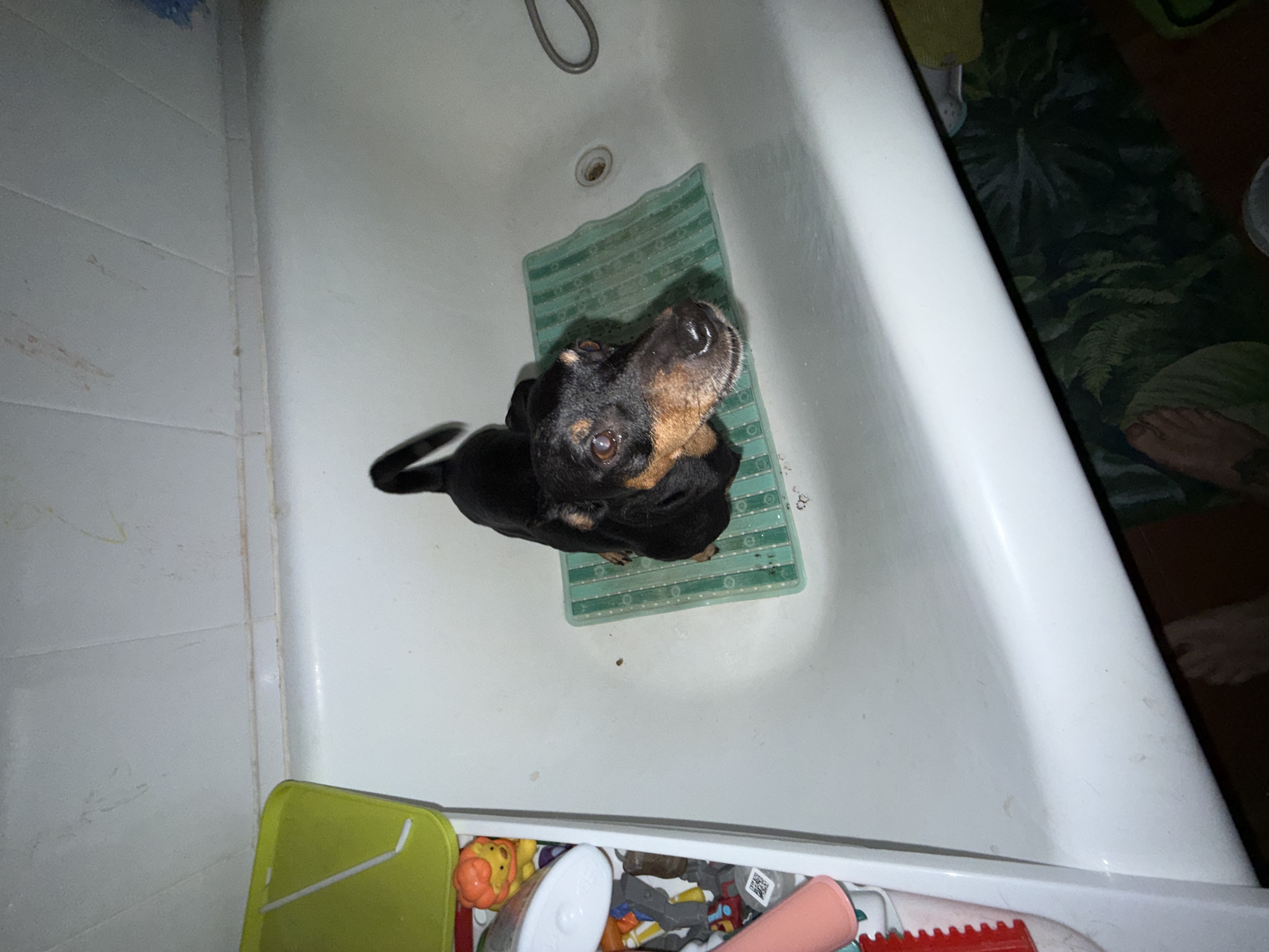 A black and tan dachshund sits on a green bath mat in a white bathtub. The tub has a metal shower head and drain. A white tiled wall is adjacent to the tub. A drawer containing toys and toiletries is partially visible below the tub. The location is the city of Chaikovsky, Russia. A person's feet are visible on the right side of the image, near a fern-patterned rug.