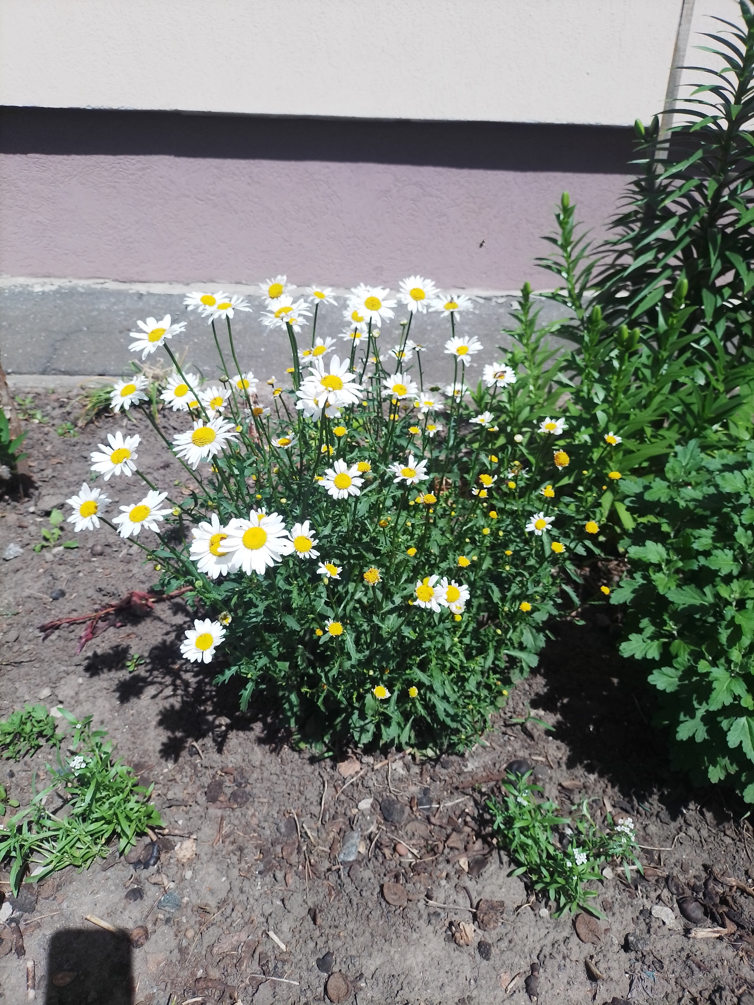 A cluster of white daisies with yellow centers blooms in the foreground of a photograph. The daisies are clustered together, with some taller than others, and are surrounded by green foliage. Behind the daisies, a dark green leafy plant rises on the right side of the frame. A light-colored building with a horizontal shadow across its lower portion forms the backdrop. The ground is covered in dark soil with scattered small stones and dried leaves. The scene appears to be an outdoor garden area, possibly in a residential or public space. There are no people or animals visible in the image. The lighting suggests it is daytime with bright sunlight casting shadows. The context of Myrhorod, Ukraine, implies this scene is within that city.