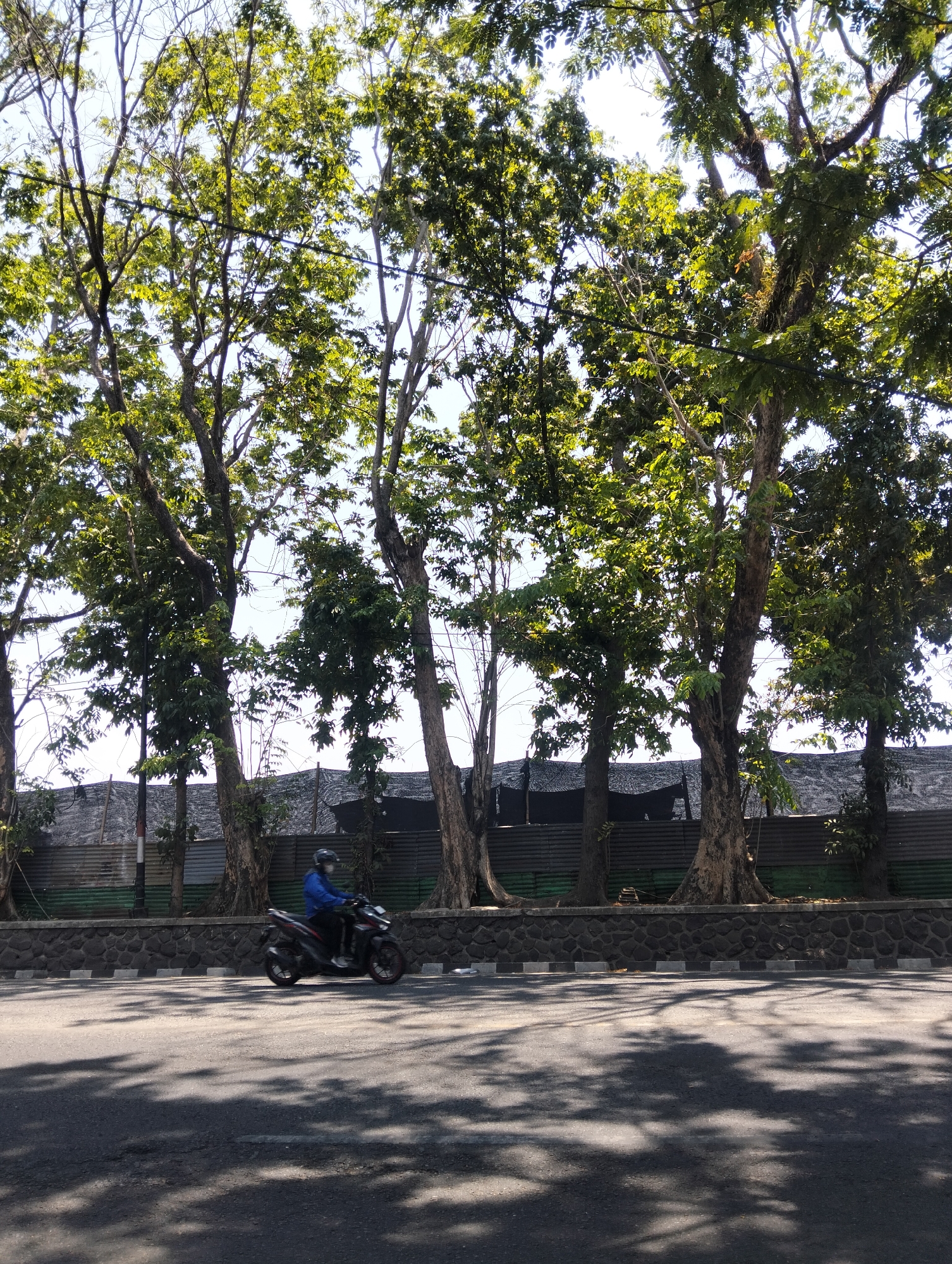 A motorcycle rider wearing a blue jacket and a helmet is captured in motion on a paved road in Semarang, Indonesia. The road surface is asphalt, with distinct white and grey markings indicating the lane. Sunlight filters through the leaves of several tall trees lining the street, casting dappled shadows on the road. Behind the trees, a stone wall topped with a corrugated metal fence creates a visual boundary. The scene is illuminated by bright daylight, suggesting it is daytime.
