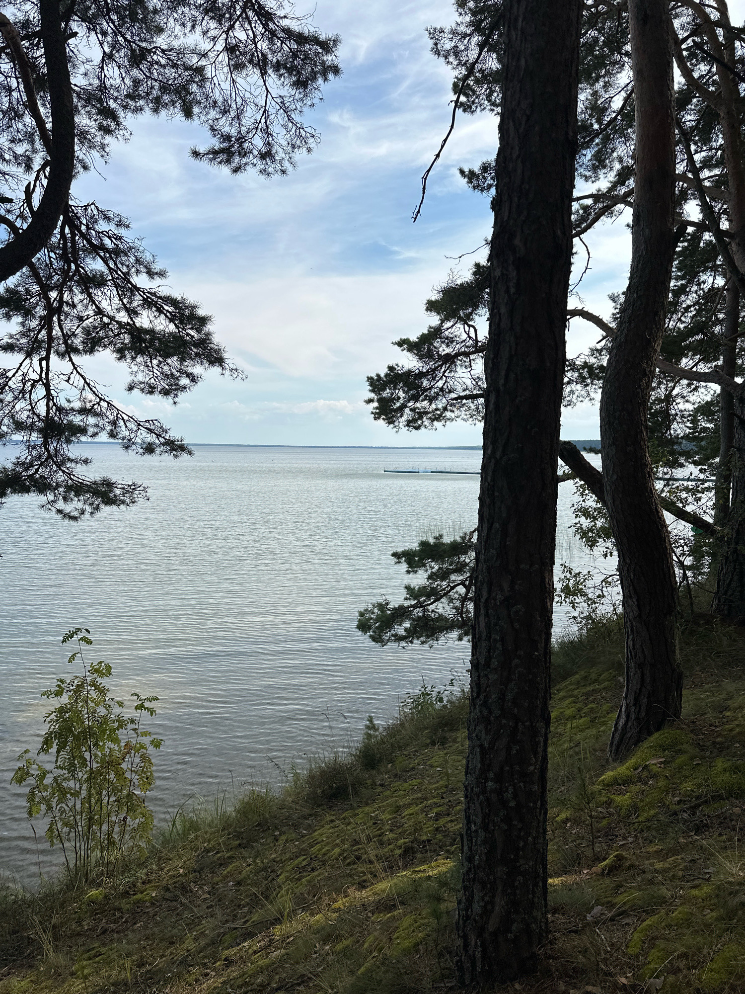 The image depicts a natural landscape scene with a large body of water, likely a lake, visible in the background. The foreground is dominated by a dense pine forest situated on a moss-covered, sloping terrain. Several large pine trees, with dark, textured bark, are prominently featured. One tree in particular stands close to the viewer, with its trunk filling a significant portion of the right side of the frame.
The water stretches to the horizon, appearing calm with gentle ripples on its surface. The sky above is partly cloudy, with white clouds scattered across a light blue expanse. In the distance, on the water, a floating structure, possibly a raft or a platform, is faintly visible. The vegetation on the slope includes moss, dry grasses, and a small sapling with green leaves. The lighting suggests it is daytime, with some areas of sunlight dappling the forest floor and the water. The overall impression is one of a serene and secluded natural environment.
