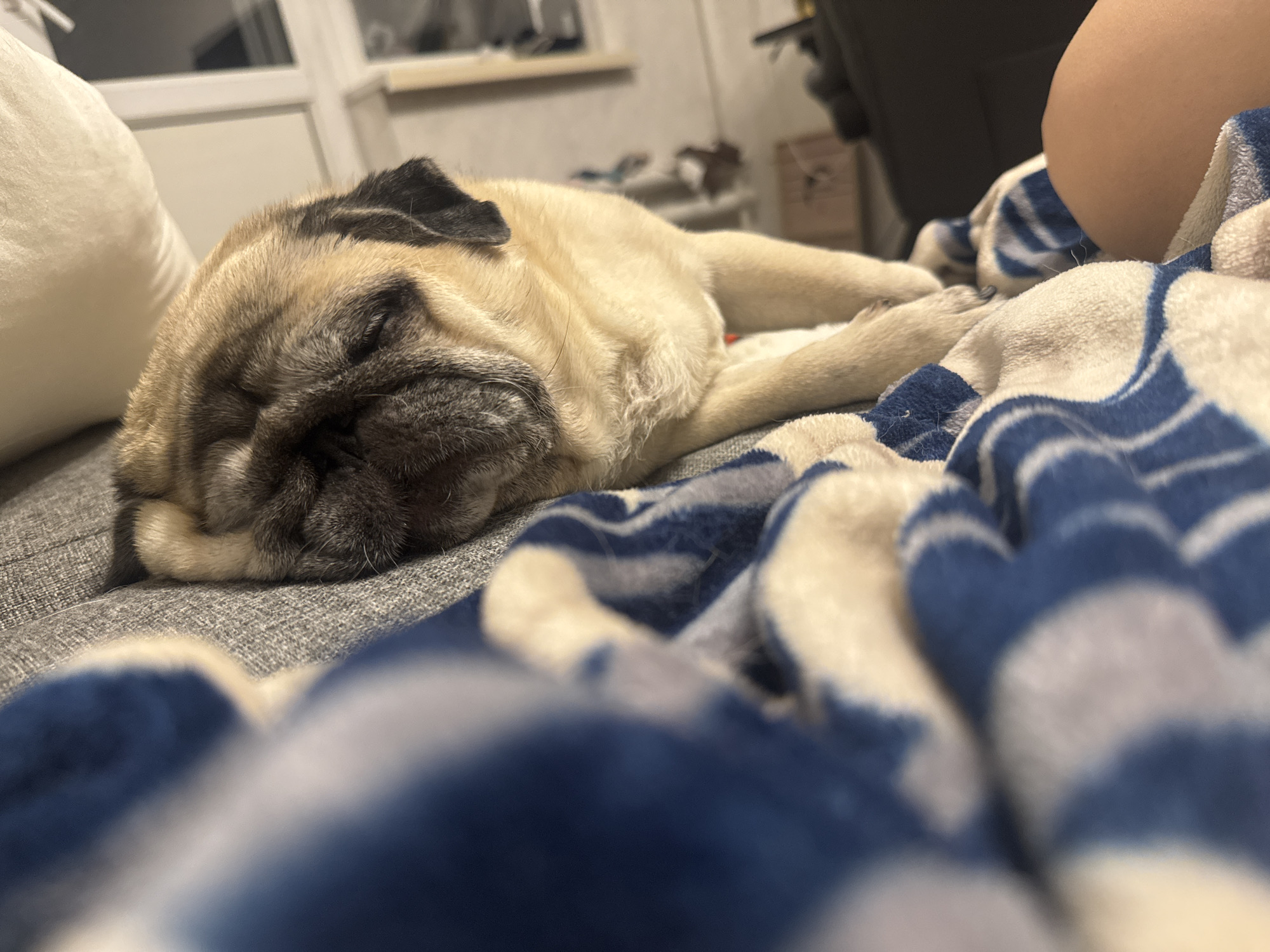 A fawn-colored pug is asleep on a gray sofa next to a person's leg. The pug is lying on its side, with its head resting on its paws. A blue and white striped blanket is draped over the pug and the person's leg. The background is blurred but appears to be an indoor setting, possibly a living room, with furniture and a window visible. The image is taken from a low angle, close to the pug. The overall scene depicts a moment of rest and comfort.