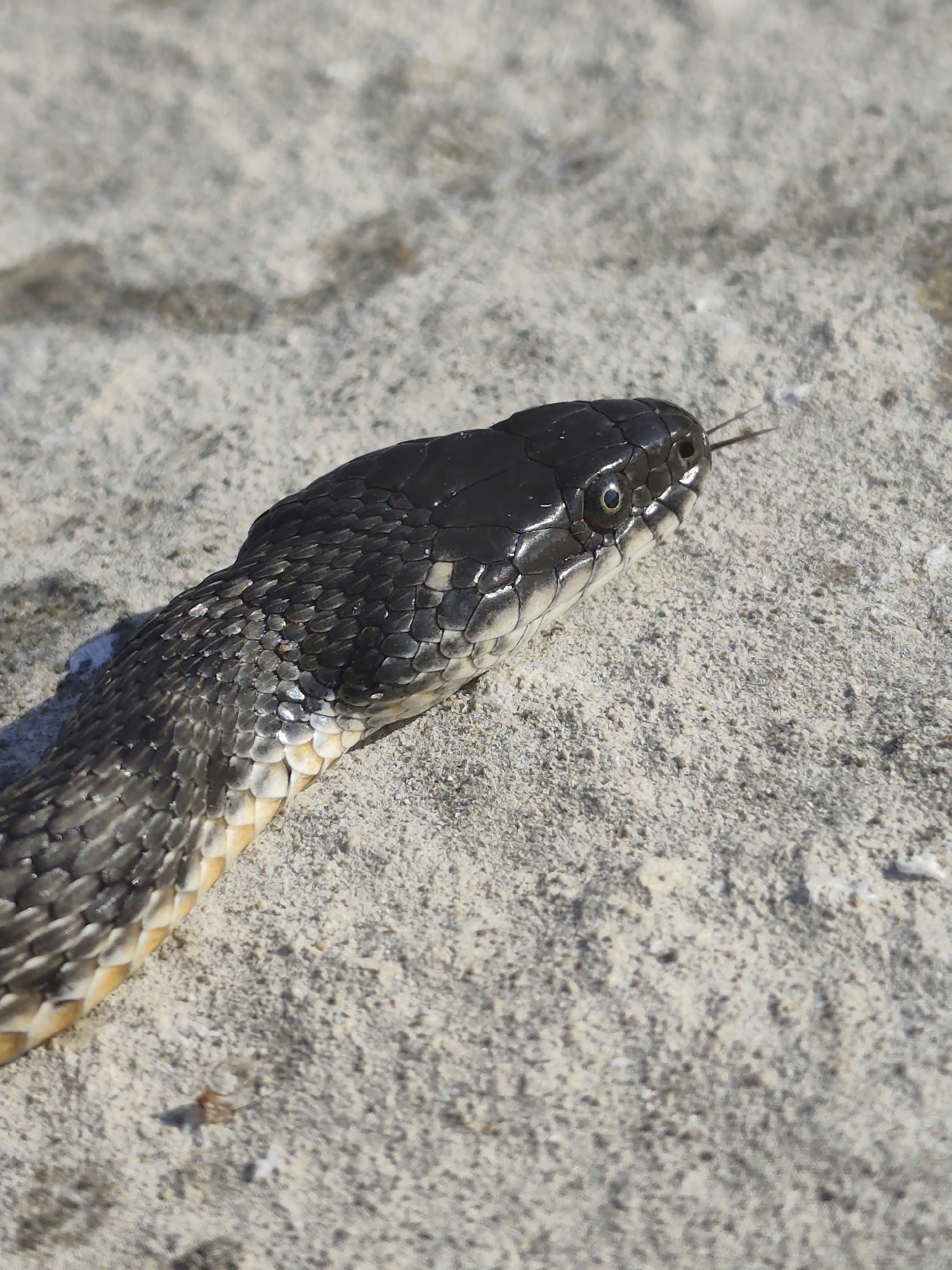 A close-up, eye-level shot shows the head and neck of a black snake on a light-colored, sandy or granular surface. The snake's scales are visible, with some appearing to have a slight iridescent sheen. The snake's eye is open and appears dark with a visible pupil. A forked tongue is flicking out of its mouth. The background is out of focus, showing more of the textured surface. The image does not provide any information about the city of Saiyn, Kazakhstan.