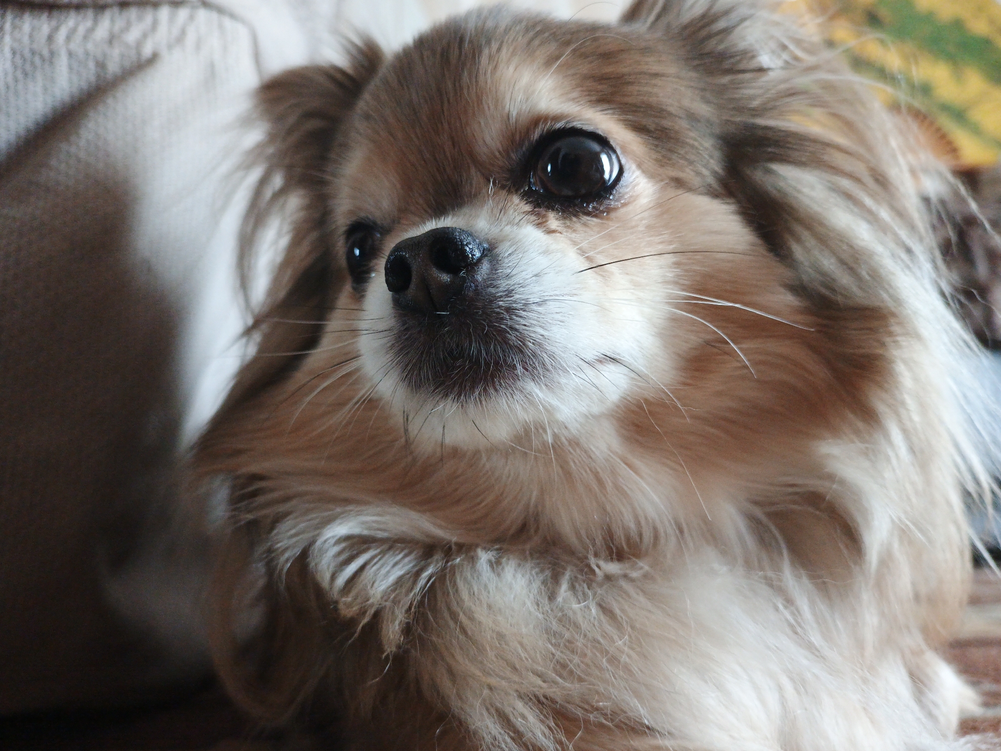 The image shows a close-up of a long-haired Chihuahua dog. The dog has light brown and white fur, with large dark eyes and a black nose. It is looking directly at the camera. The background is blurred, but appears to be indoors, possibly on a couch or blanket, with a hint of a patterned fabric visible in the upper right corner. No specific location in Medvedyovka, Russia can be determined from the image.