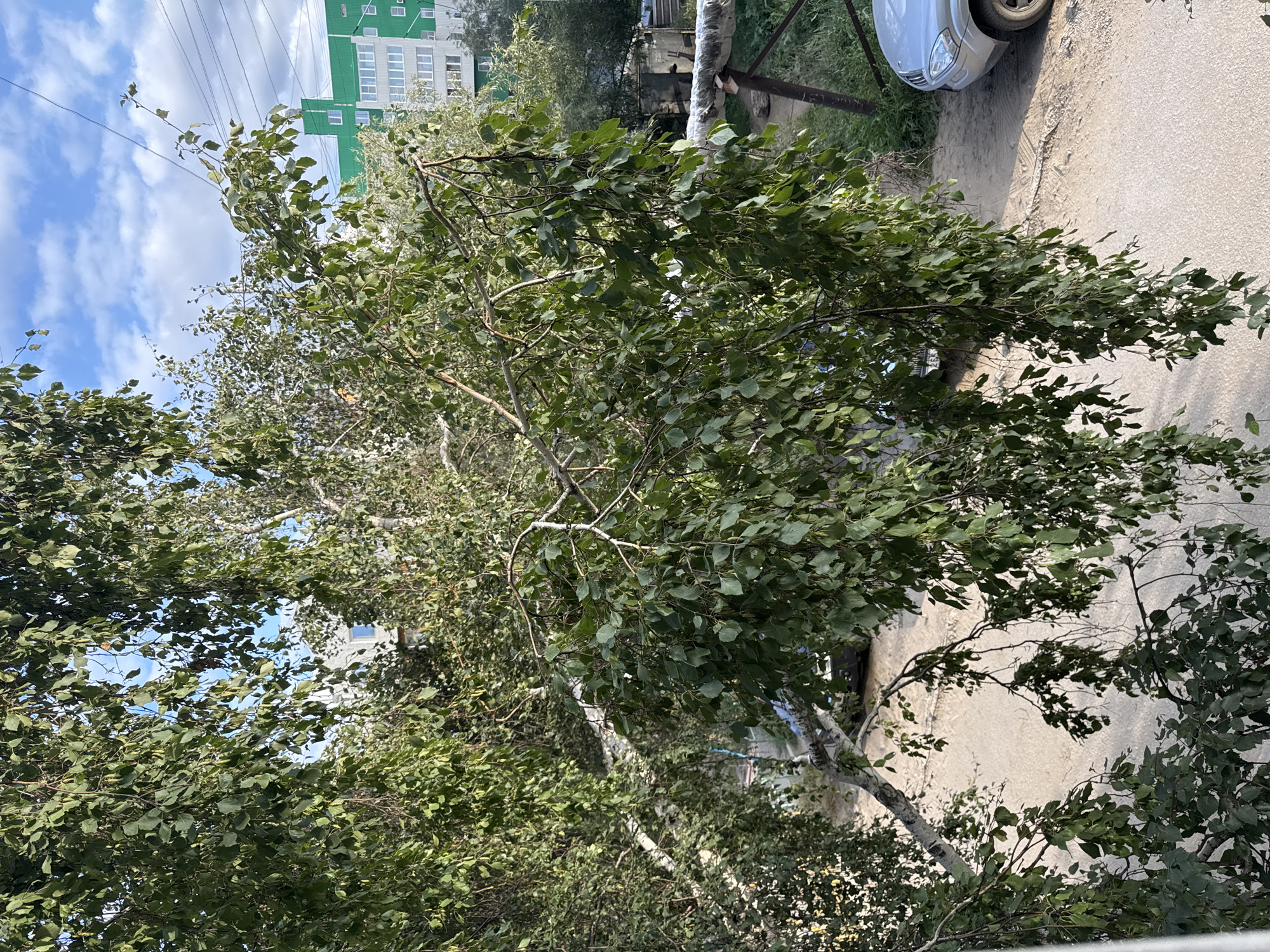 A tall birch tree with drooping branches and green leaves is in the foreground. In the background, a modern multi-story building with a green facade and white windows is visible. A silver car is parked on a dirt road to the right of the building. The sky is blue with scattered clouds. The image appears to be taken in an urban or suburban setting in Yakutsk, Russia.