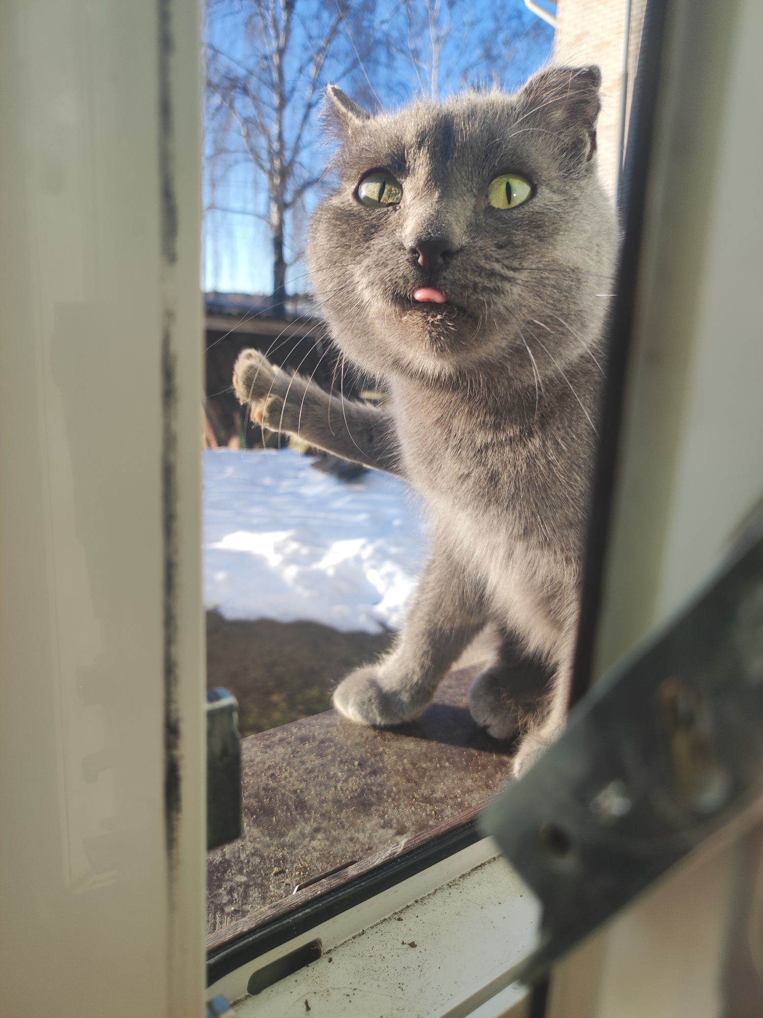 A gray cat is visible through an open window, apparently trying to get inside. The cat is standing on what appears to be a window sill, with its paw extended towards the window frame. It is sticking its tongue out slightly. Beyond the window, there is snow on the ground and bare trees are visible in the background, with a partial view of a building. The location is Votkinsk, Russia, based on the metadata. The window frame is white, and there is a metal latch partially visible in the lower right corner of the frame.