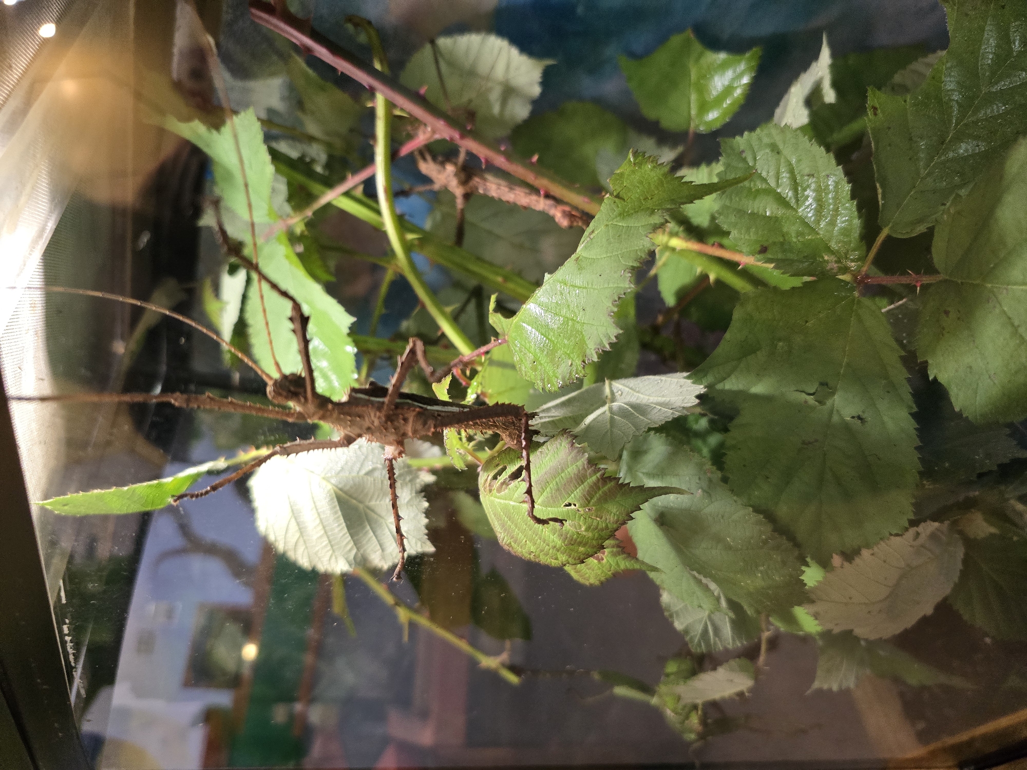 A stick insect, its body textured and brown, is perched on a branch amidst lush green leaves. The insect is positioned centrally in the frame, its form blending with the surrounding foliage. The leaves are varied in size and shape, some appearing damp, and the branches are thin and reddish-brown, some covered in small thorns. The background is blurred, showing hints of a glass enclosure. The lighting appears to be from above, creating some highlights on the leaves. The scene is a close-up view of the insect and its habitat, likely within a terrarium. The location is Unknown, Unknown.