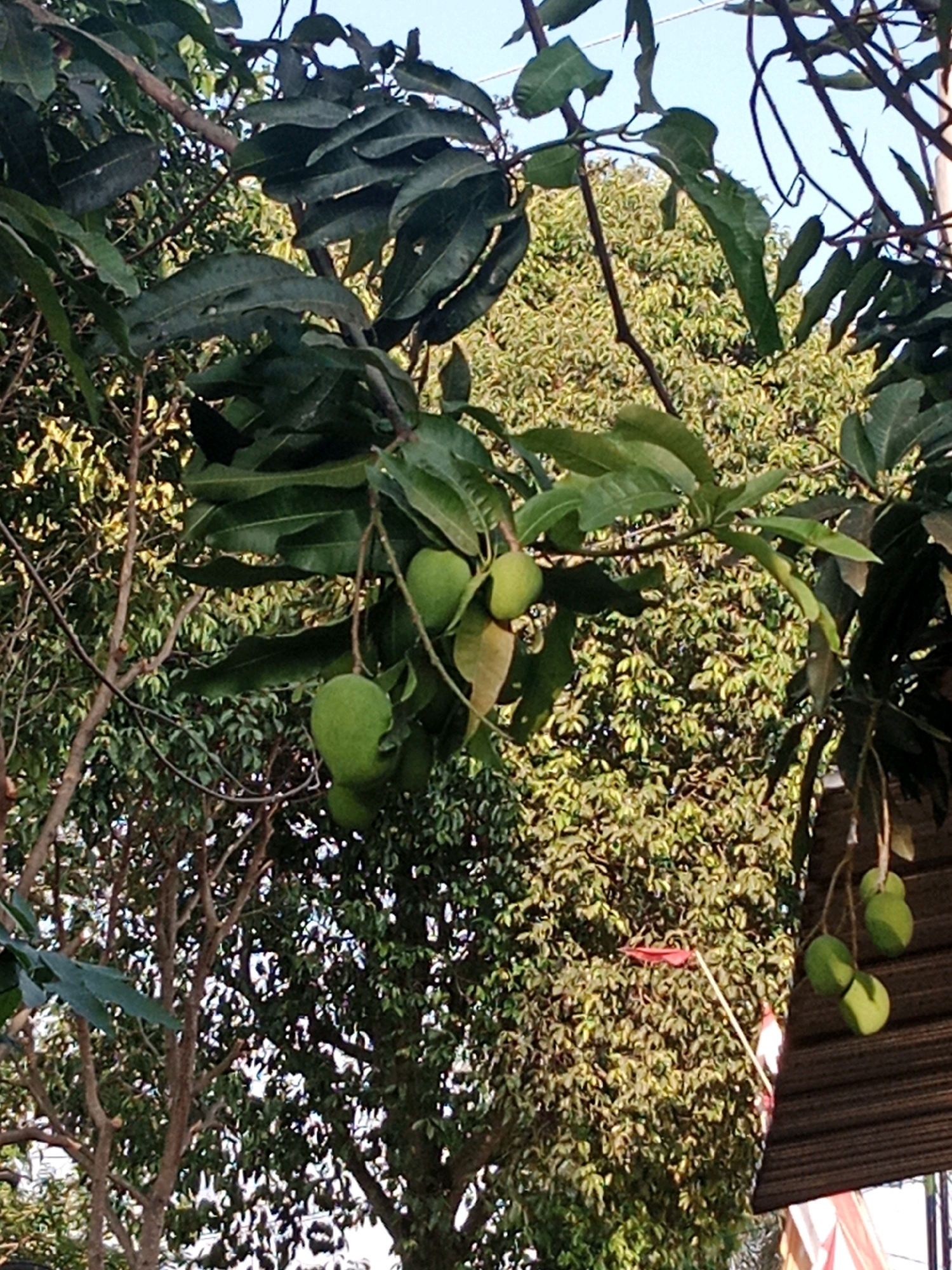 The image shows a close-up view of a mango tree with several green mangoes hanging from its branches. The mangoes are of varying sizes and shapes, and some appear to be ripening. The leaves of the tree are dark green and glossy, and they provide a lush canopy. The background is a blur of green foliage, with hints of sunlight filtering through. The scene appears to be a typical rural or suburban setting, possibly in the city of Yogyakarta, Indonesia, where mango trees are common. There are no people or animals visible in the image. The overall impression is one of natural beauty and abundance.