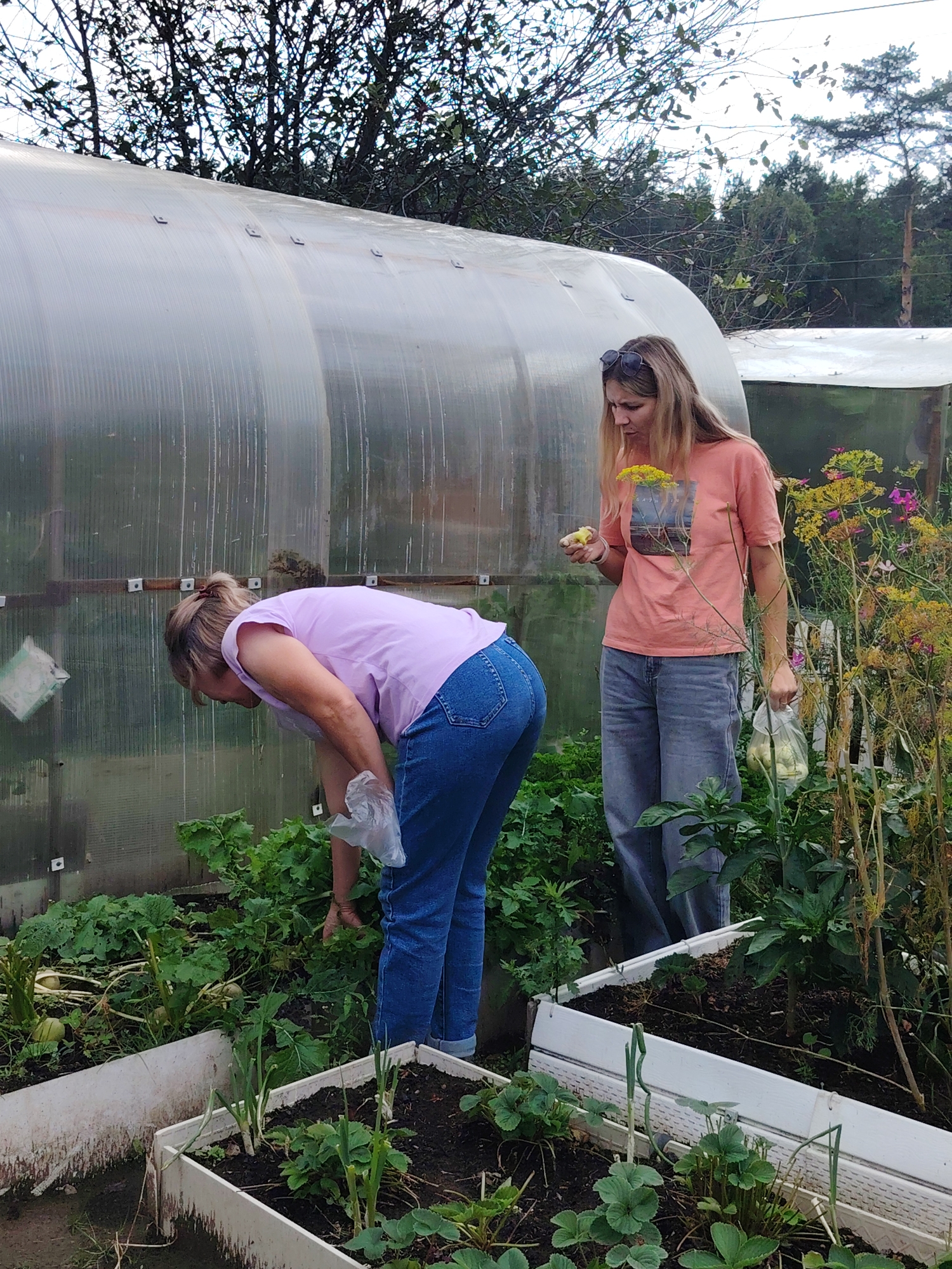 Two women are in a garden with raised beds near a greenhouse. The woman on the left is wearing a pink t-shirt and blue jeans and is bent over, tending to the plants. She is holding a clear plastic bag in her right hand. The woman on the right is wearing an orange t-shirt and blue jeans and is holding a yellow fruit in her left hand and a clear plastic bag in her right hand. She is standing and looking down at the plants. The greenhouse is to the left of the women and appears to be made of plastic sheeting. The garden is filled with green plants, including what appear to be strawberries and green onions in the raised beds. The background shows trees and a cloudy sky. The image appears to be taken in Chaikovsky, Russia, as indicated by the metadata.