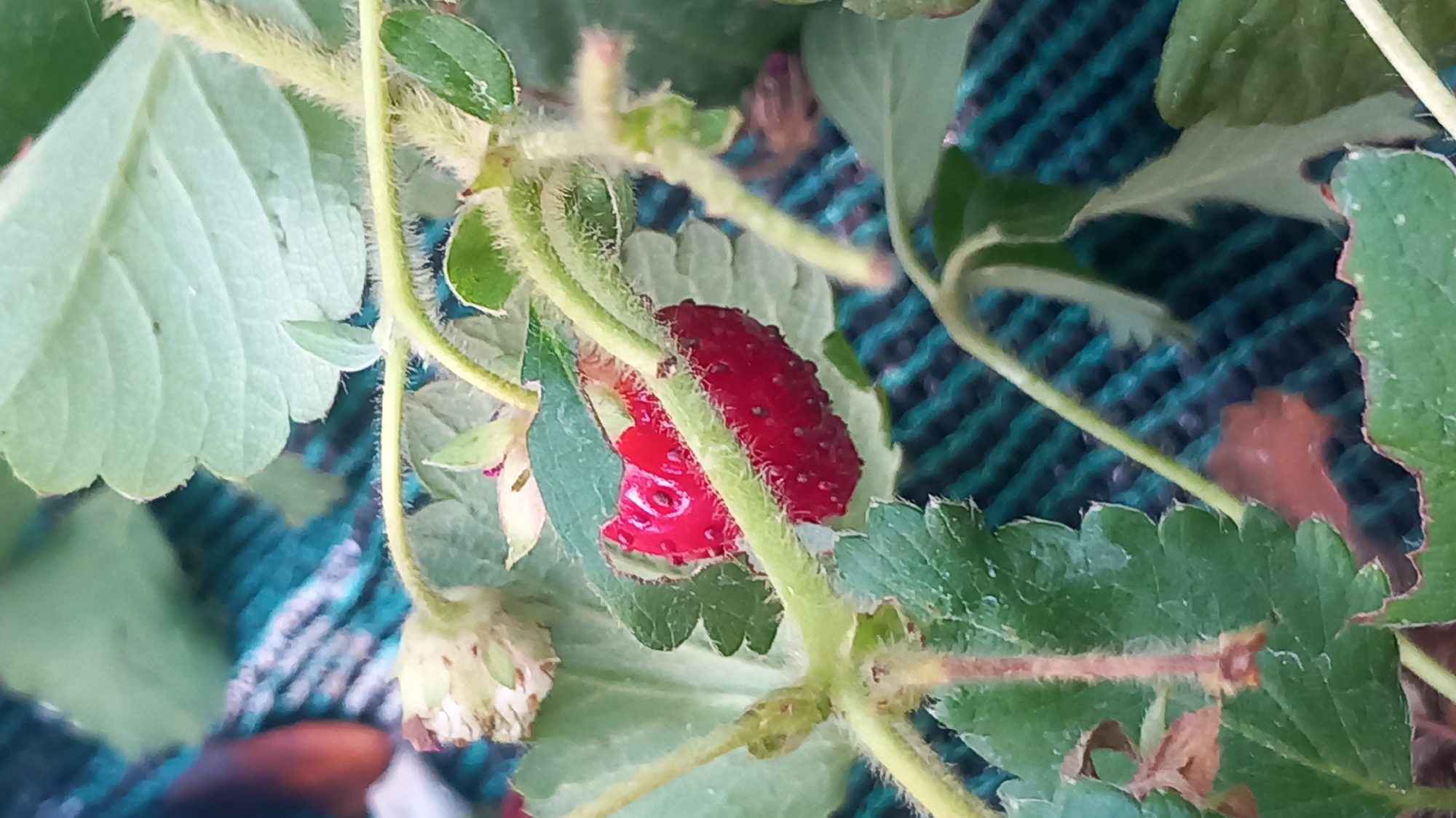 The image is a close-up, slightly blurred, medium-angle shot of a single, small, unripe strawberry on a plant. The strawberry is red and appears to be partially hidden by green leaves. The plant has fuzzy green stems and leaves. The background is out of focus and shows a dark teal and dark blue woven fabric or surface. There are no people or identifiable landmarks visible. The location in Άγιος Νεκτάριος, Greece is not discernible from the image itself.