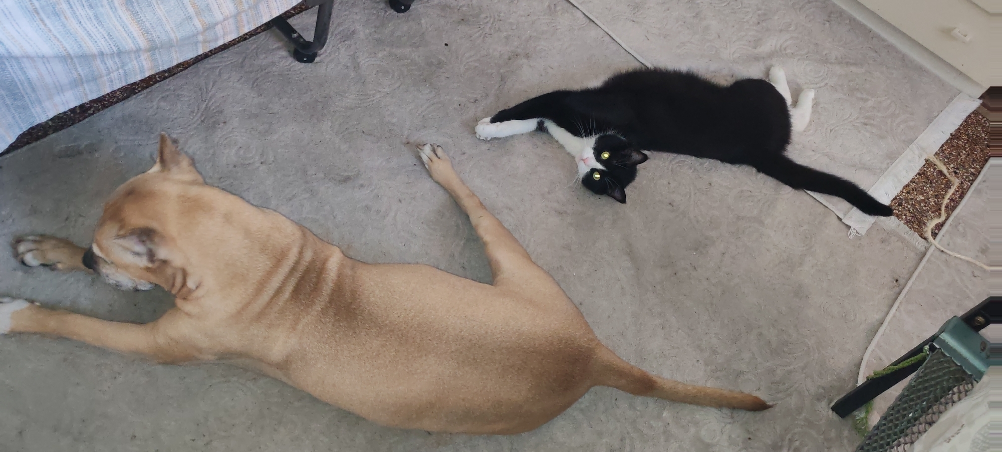In La Spezia, Italy, a tan-colored dog and a black and white cat are lying on a light gray carpet with a subtle patterned texture. The dog is positioned on the left side of the frame, facing away from the camera, with its front legs extended forward and its body stretched out. Its head is turned slightly to the left. The cat is on the right side of the frame, lying on its back with its legs extended. It is looking up towards the camera with bright yellow eyes. The background shows a portion of a striped fabric in the upper left corner and a textured mat with a rope on the right side. The overall scene suggests a relaxed and peaceful environment.