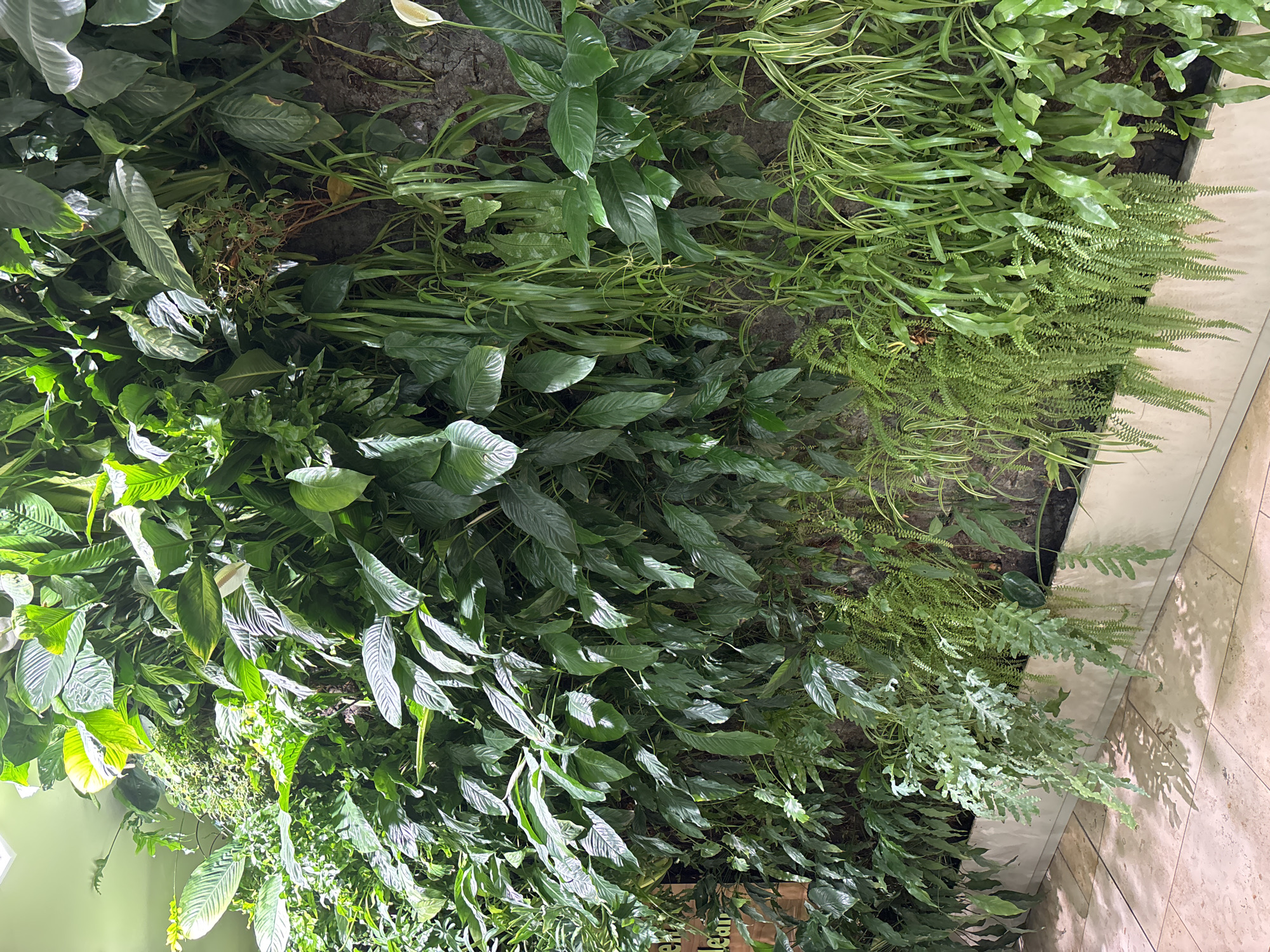 The image shows a vertical garden in what appears to be an indoor setting. The garden comprises a variety of green plants including what appear to be peace lilies, ferns, and grasses. The wall is constructed from dark soil filled sections or containers. The floor adjacent to the garden is tiled with a beige material. The location appears to be inside a building, potentially a mall or public space, but there is no indication of Sofia, Bulgaria in the image.